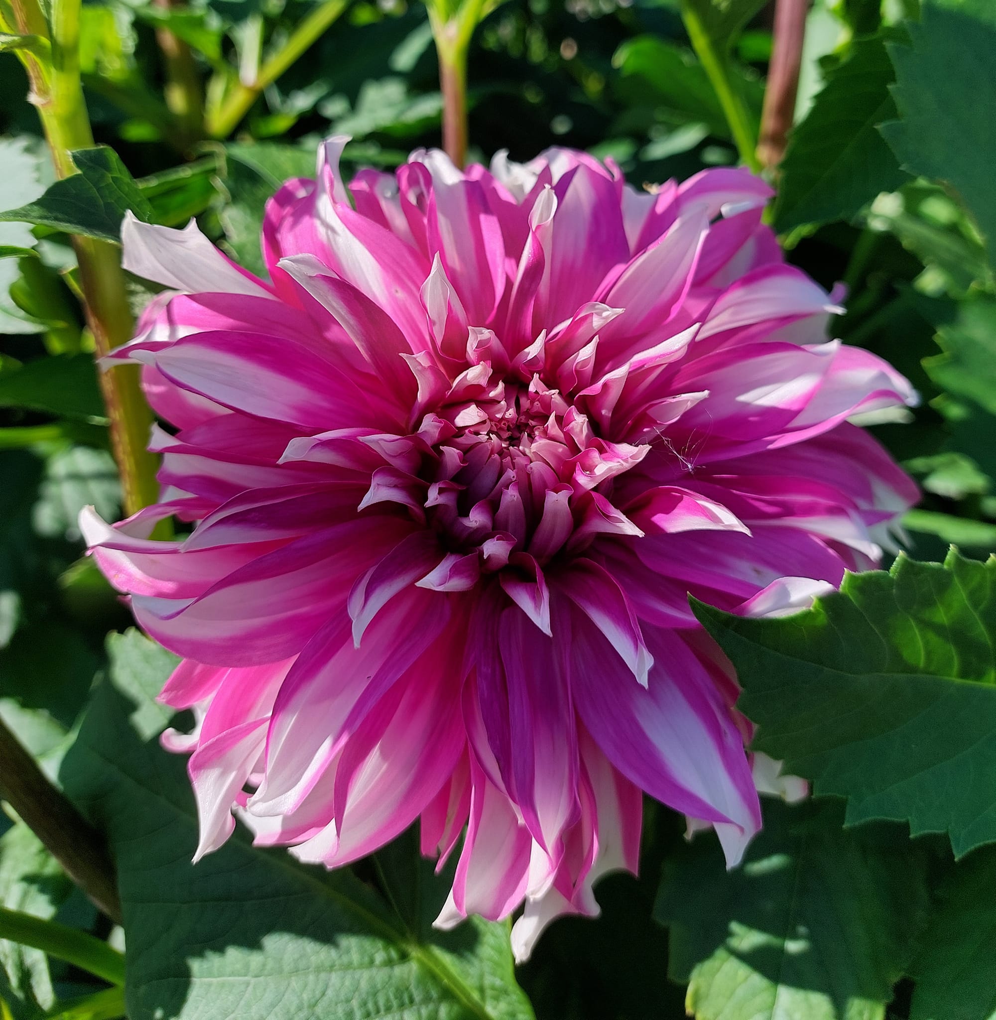 Dahlia knöl  Radegast "Dekorativ storblommande" - 3