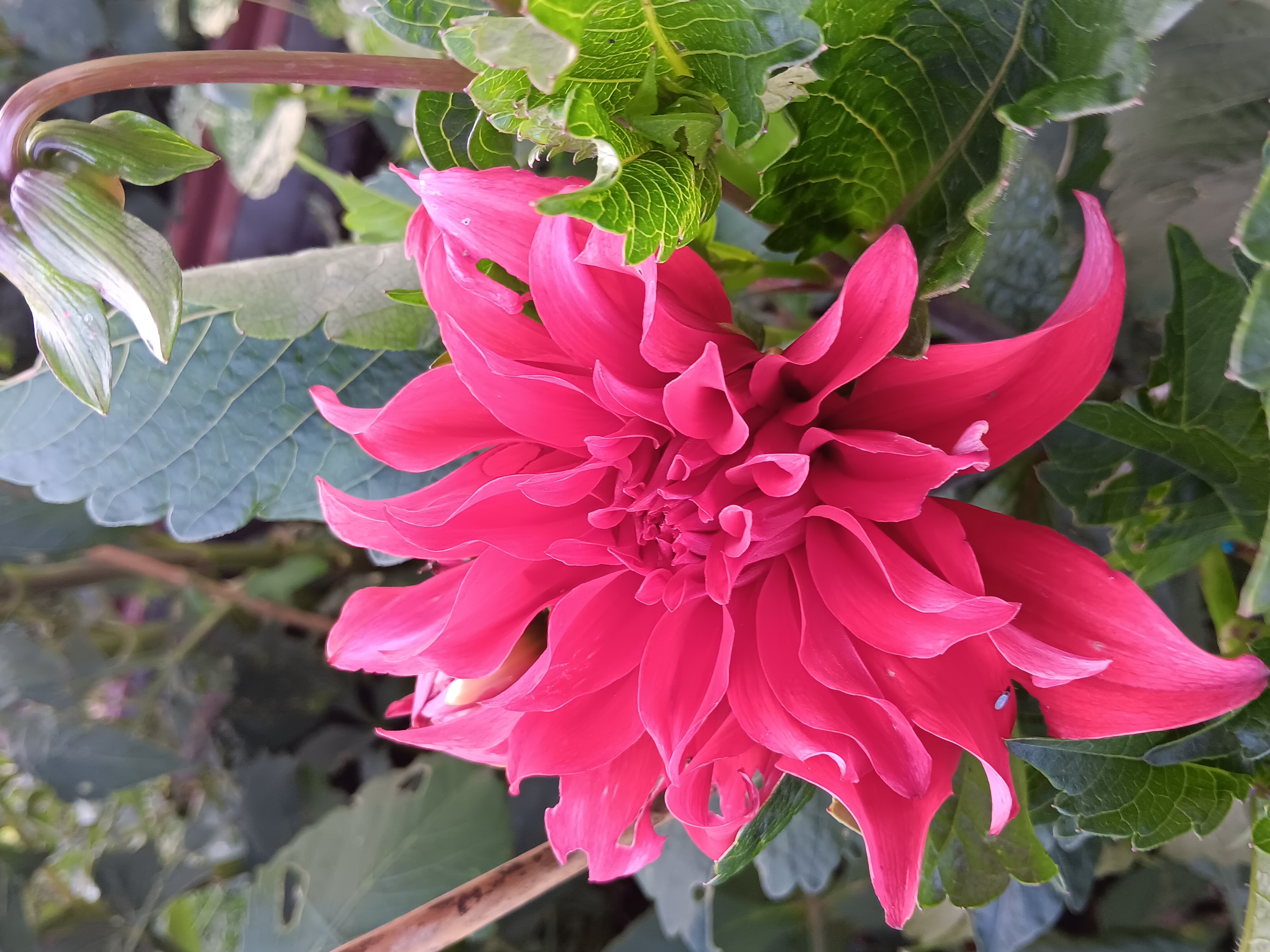 Dahlia knöl Red Labyrinth  Dekorativ Jätteblommande  - 3