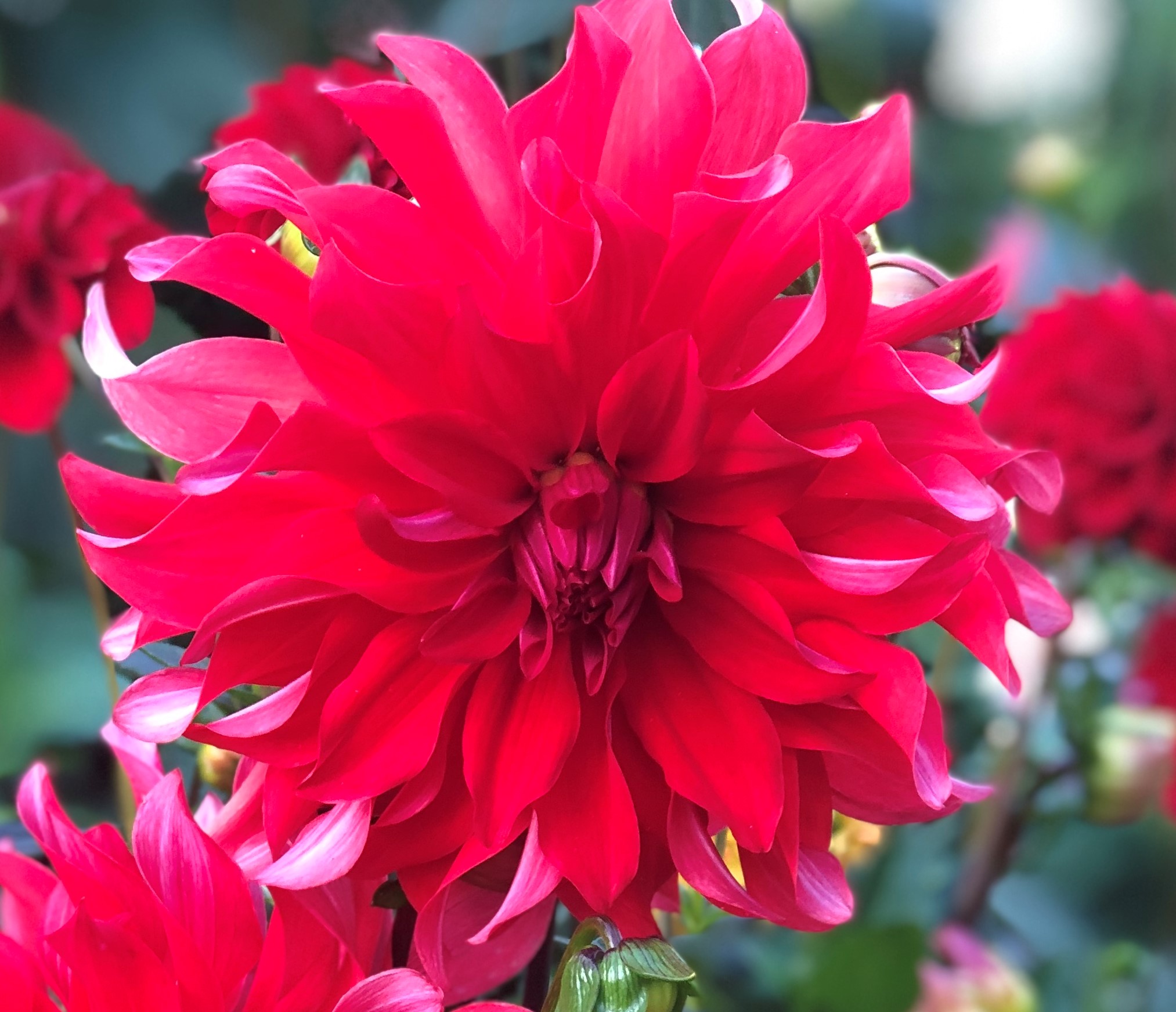 Dahlia knöl Red Labyrinth  Dekorativ Jätteblommande 