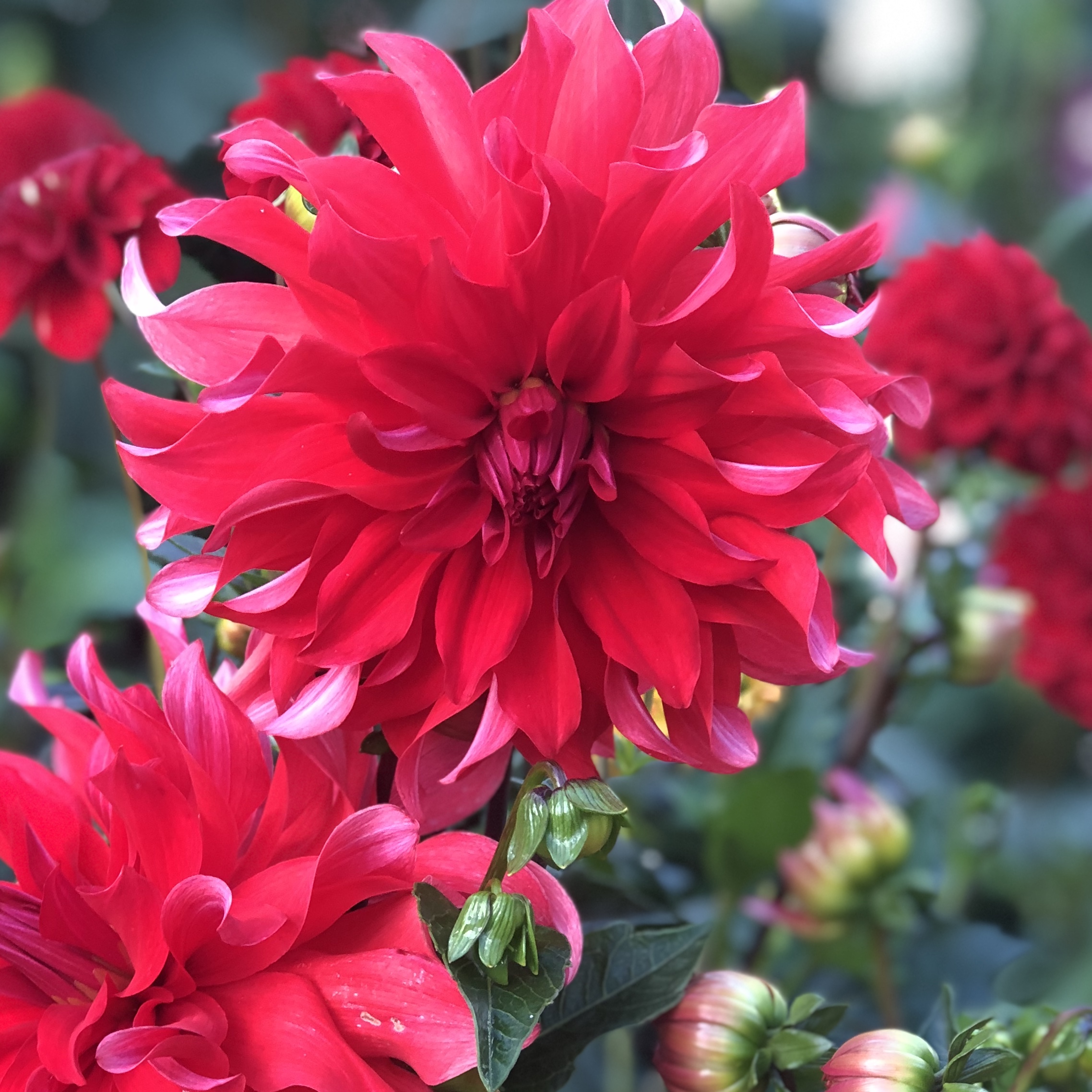 Dahlia knöl Red Labyrinth  Dekorativ Jätteblommande  - 2