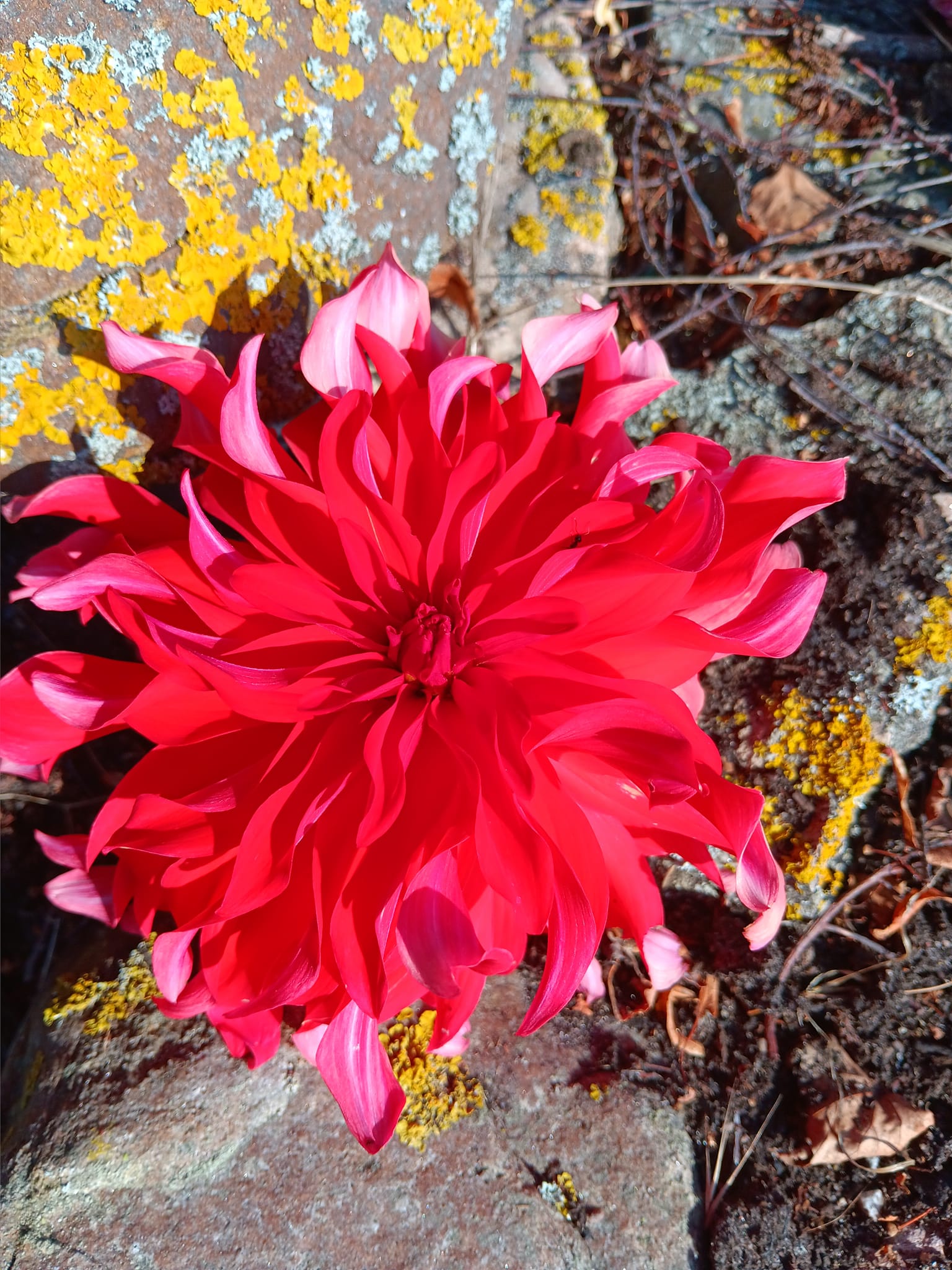 Dahlia knöl Red Labyrinth  Dekorativ Jätteblommande  - 4