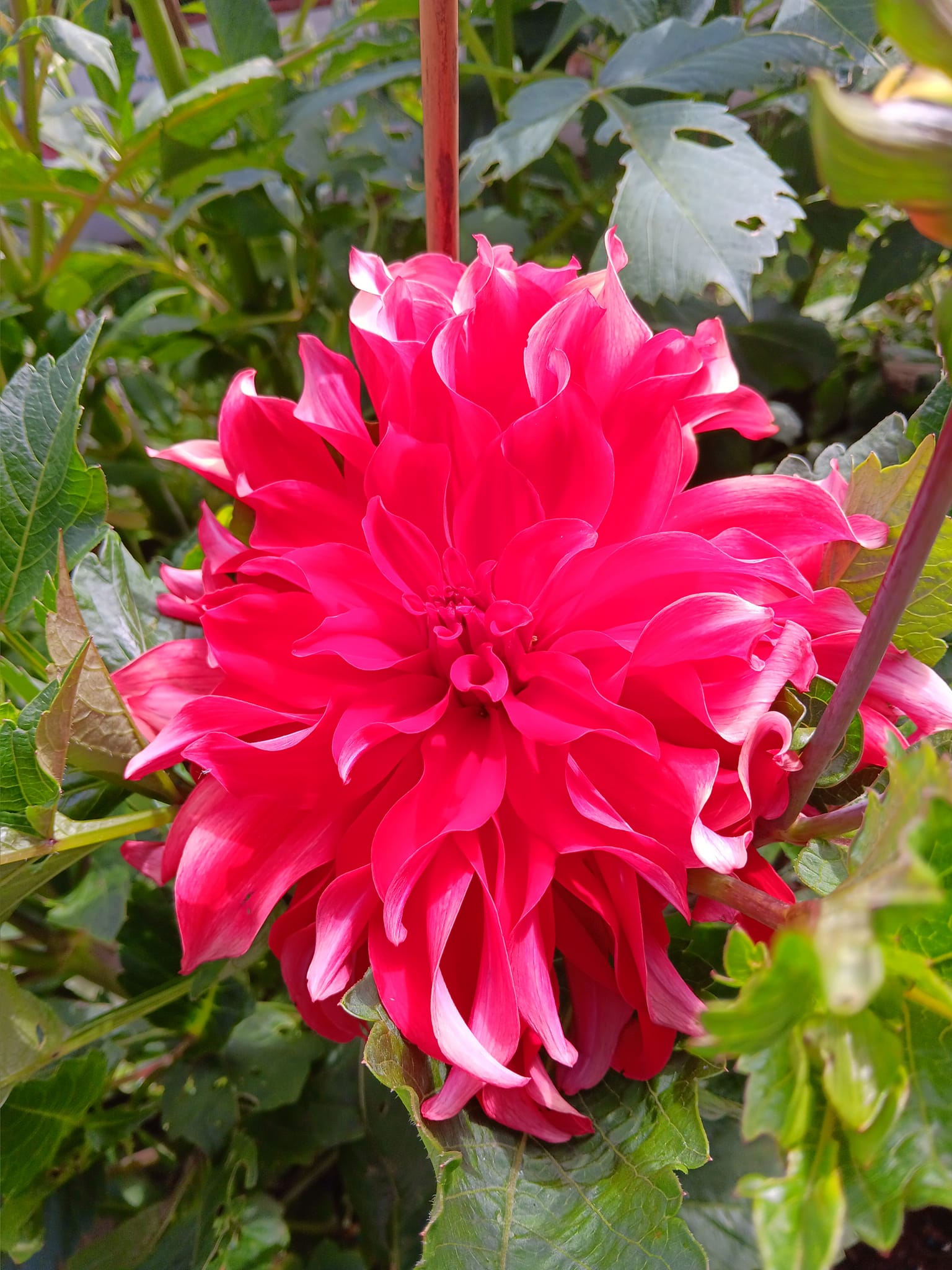 Dahlia knöl Red Labyrinth  Dekorativ Jätteblommande  - 5