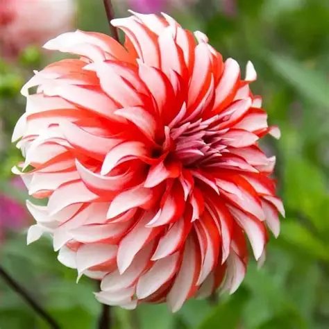 Dahlia knöl Santa Claus Dekorativ