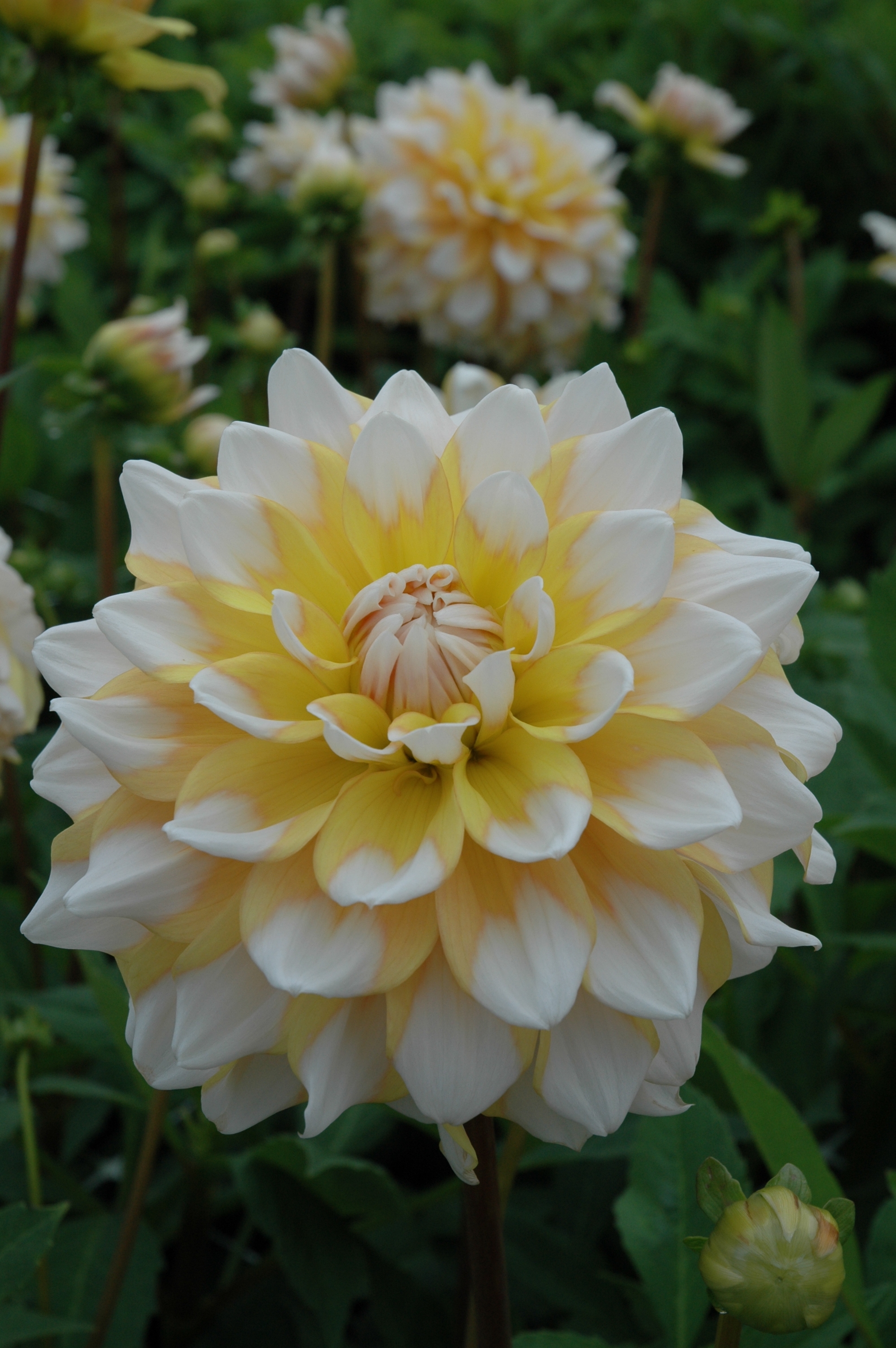 Dahlia knöl Seattle "Dekorativ Småblommande" - 2