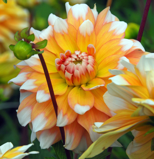 Dahlia knöl Seattle "Dekorativ Småblommande"