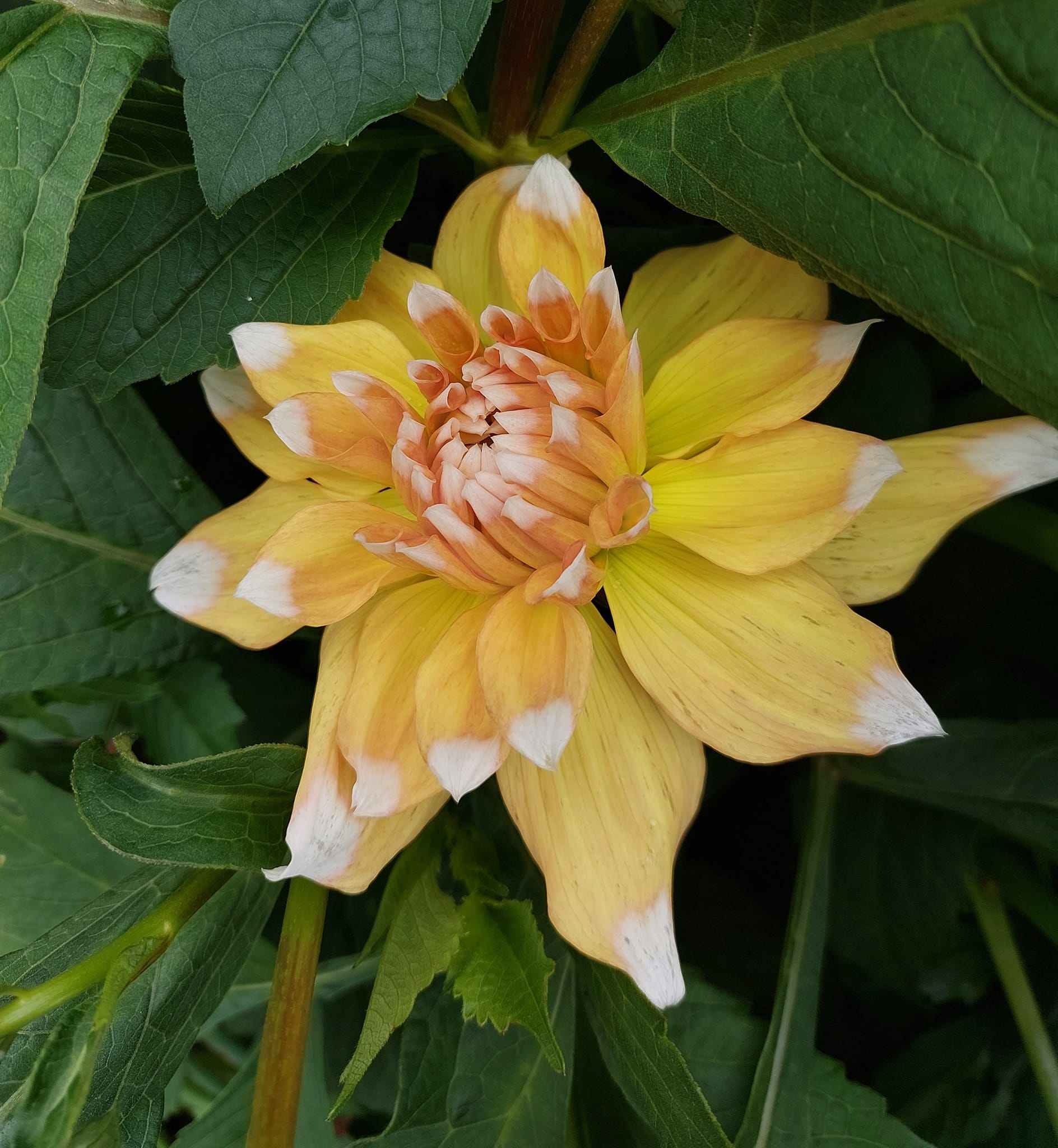 Dahlia knöl Seattle "Dekorativ Småblommande" - 4