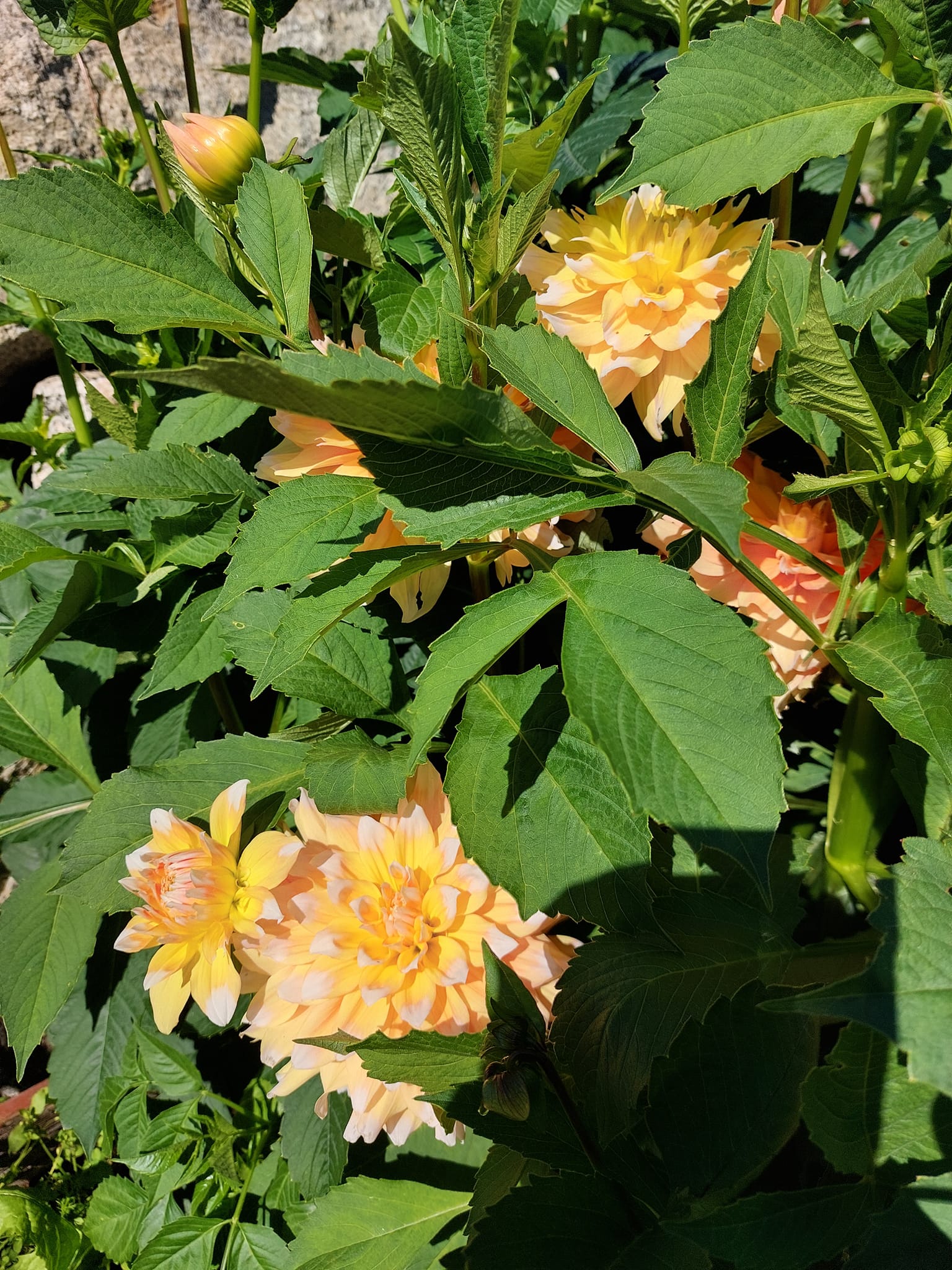 Dahlia knöl Seattle "Dekorativ Småblommande" - 5