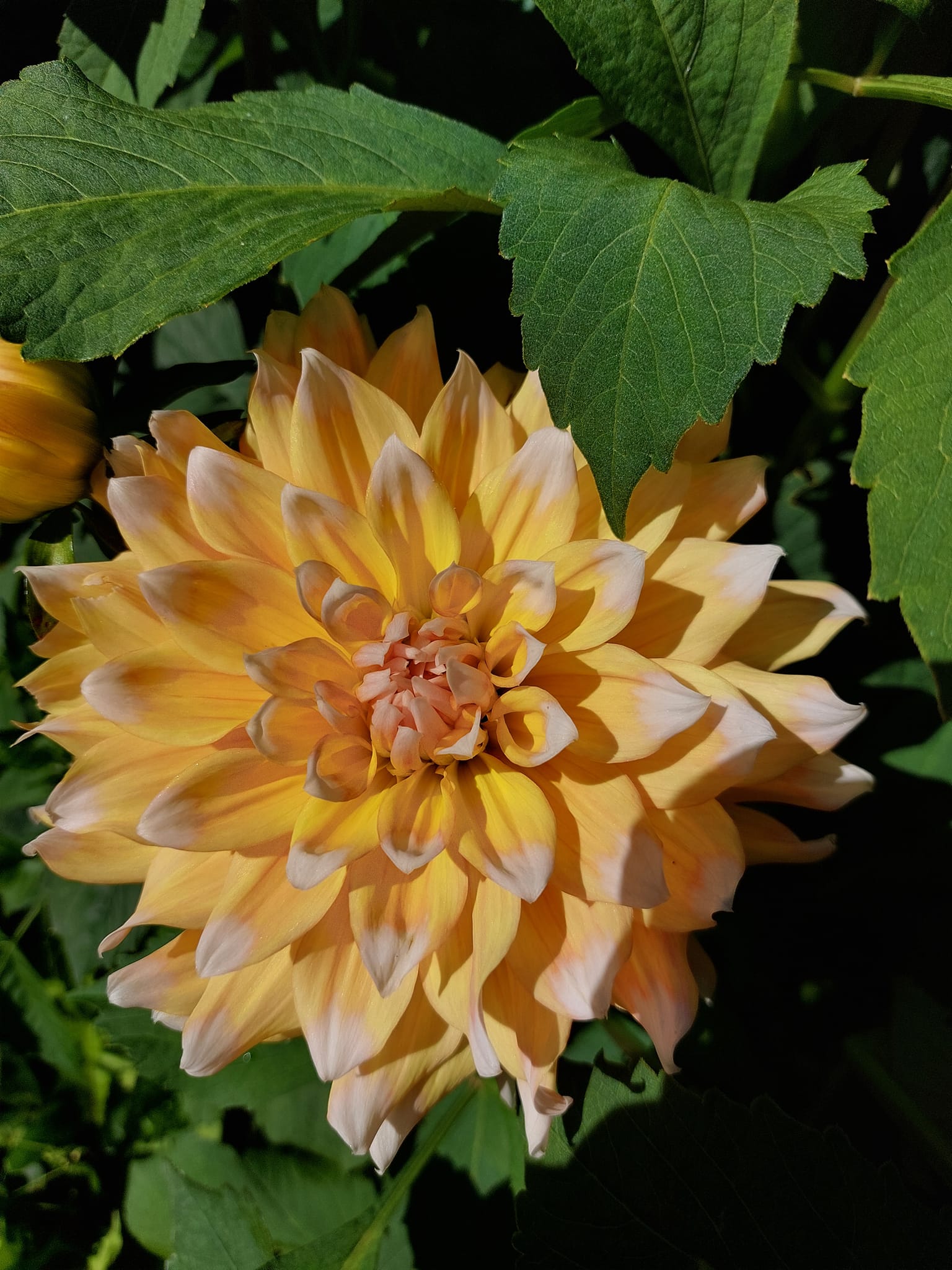 Dahlia knöl Seattle "Dekorativ Småblommande" - 3