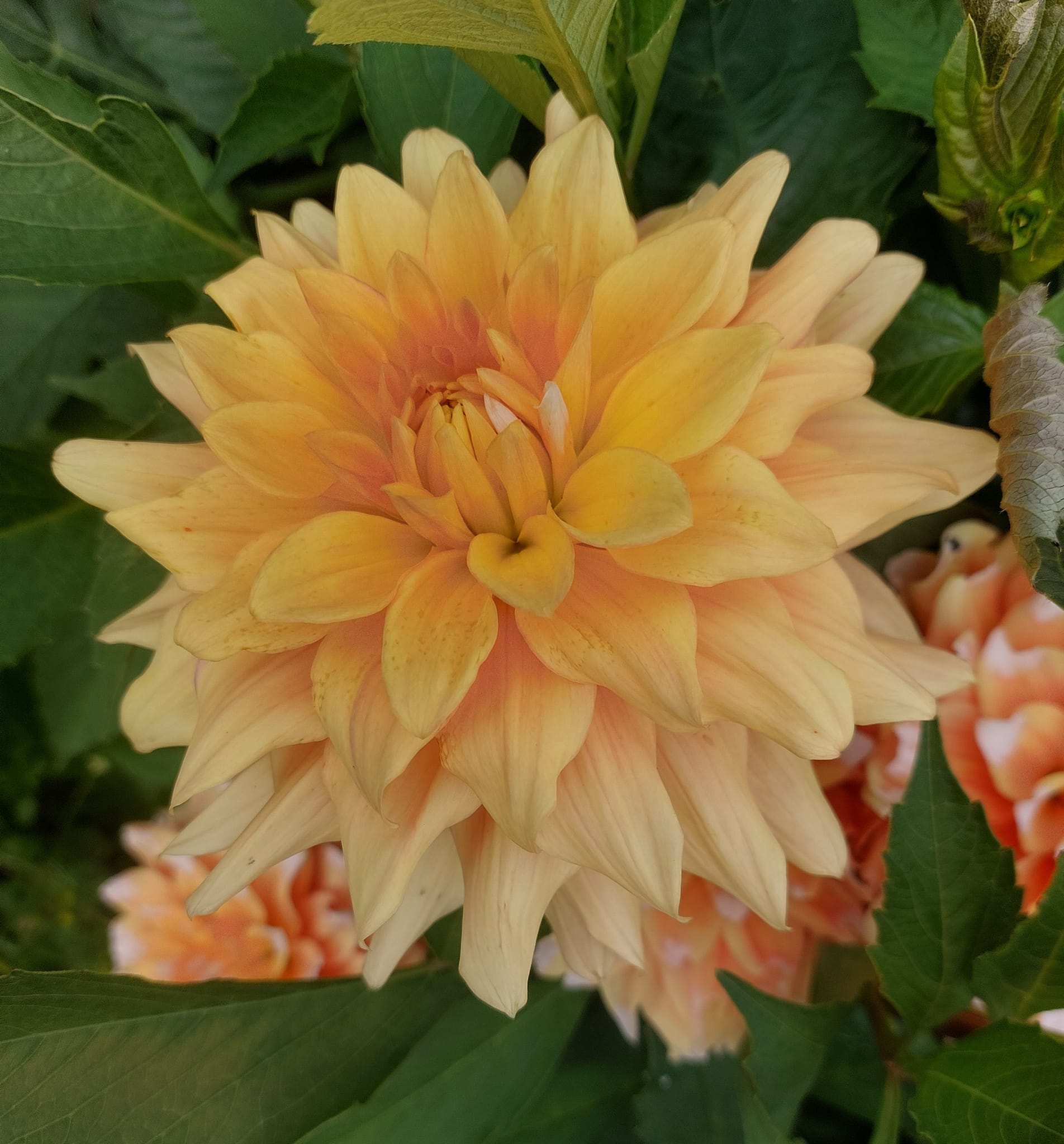 Dahlia knöl Seattle "Dekorativ Småblommande" - 6