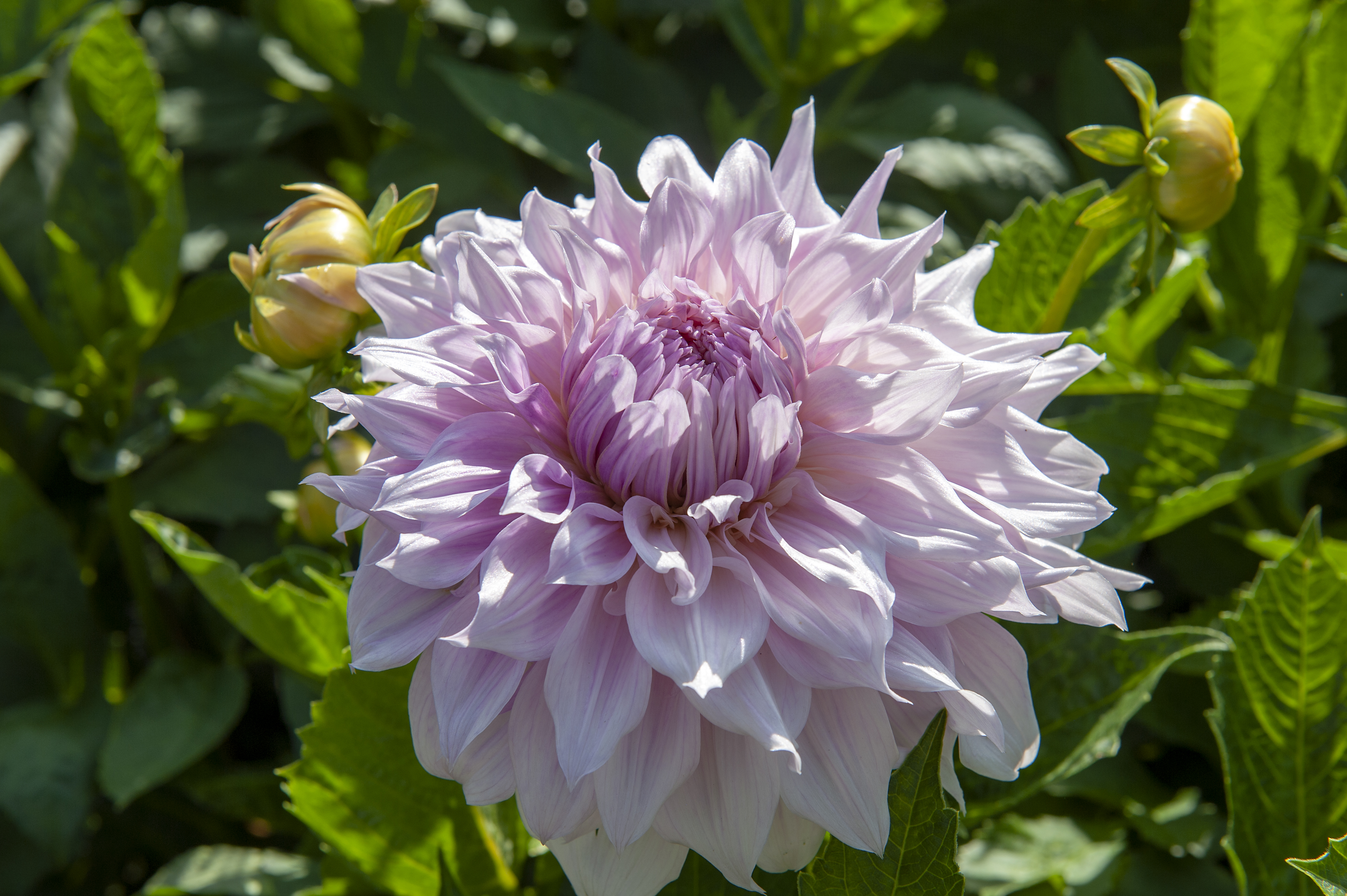 Dahlia knöl Shiloh Noelle "Dekorativ jätteblommande" 