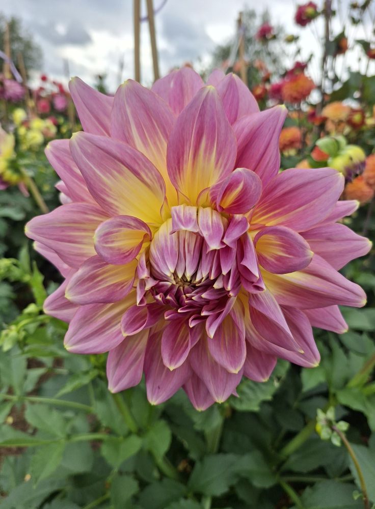 Dahlia knöl Kidds Climax Dekorativ