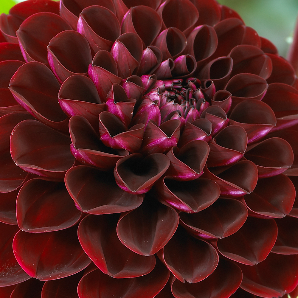 Dahlia knöl Dark Spirit "boll" 