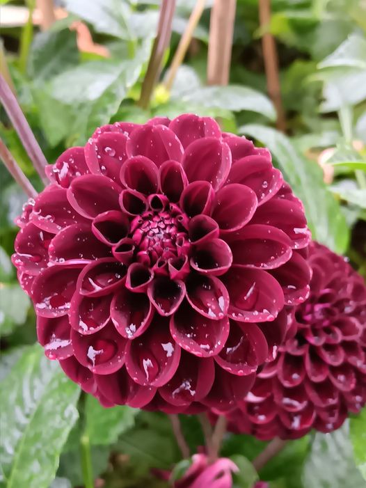 Dahlia knöl Dark Spirit "boll"  - 5