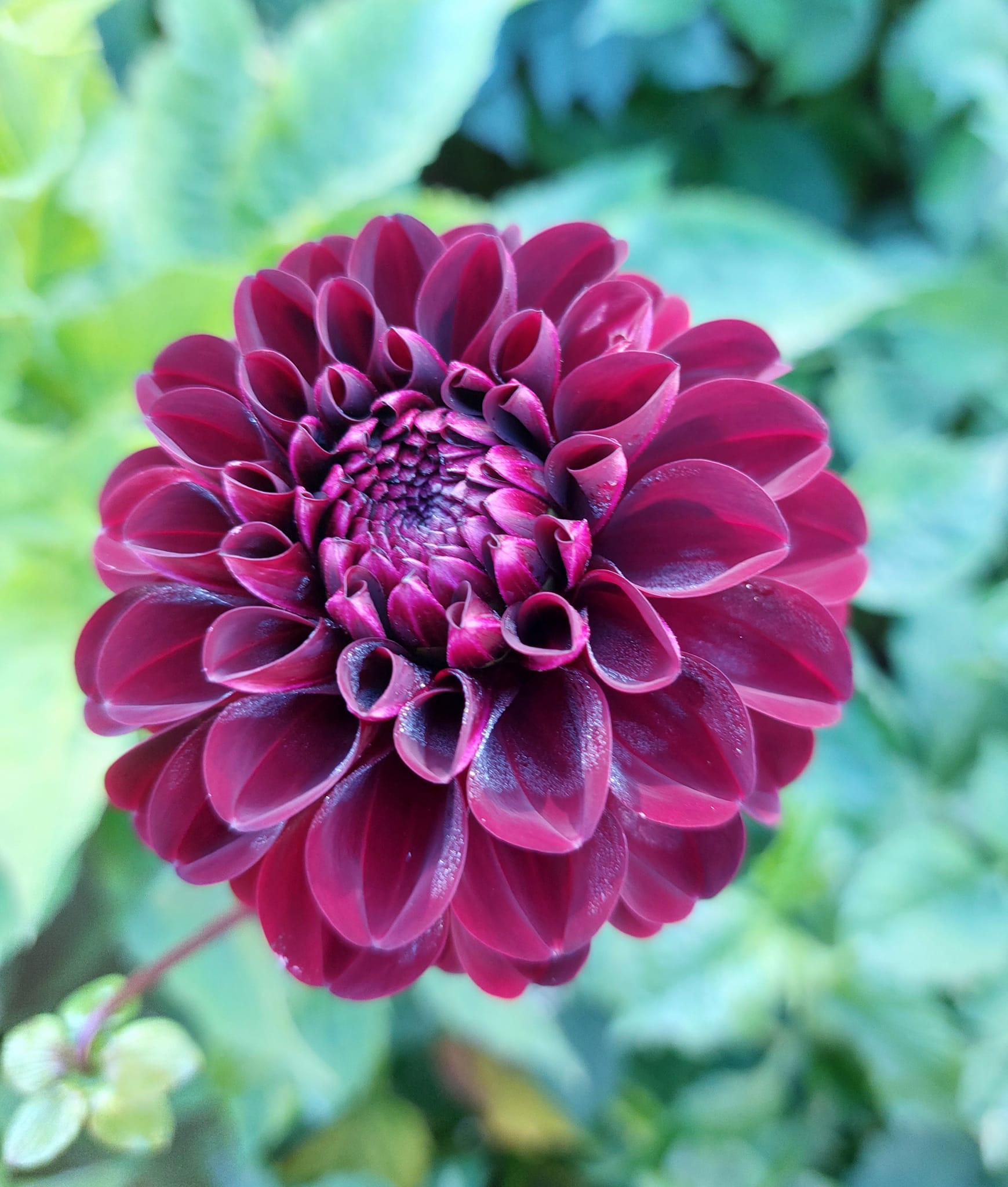Dahlia knöl Dark Spirit "boll"  - 4