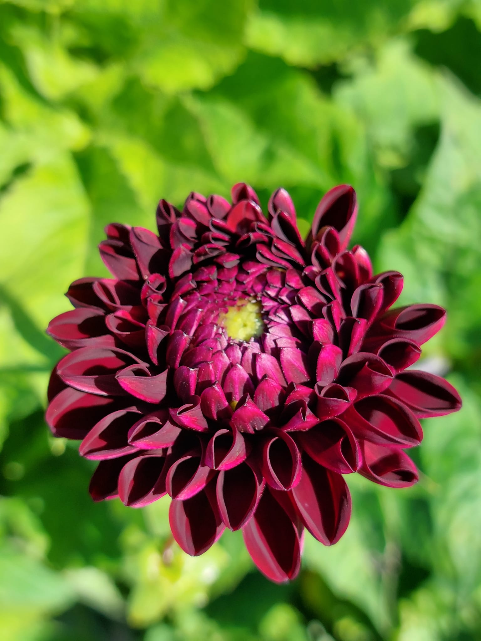 Dahlia knöl Dark Spirit "boll"  - 3