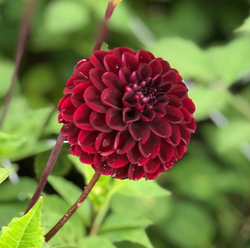 Dahlia knöl Dark Spirit "boll"  - 2