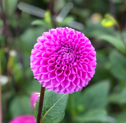 Dahlia  knöl  Franz Kafka "Pompon"