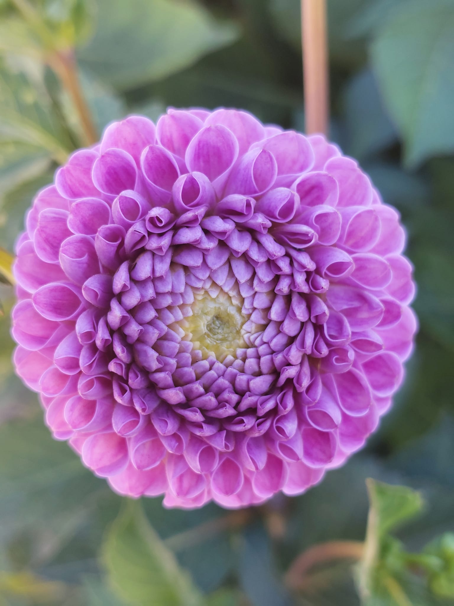 Dahlia  knöl  Franz Kafka "Pompon" - 2