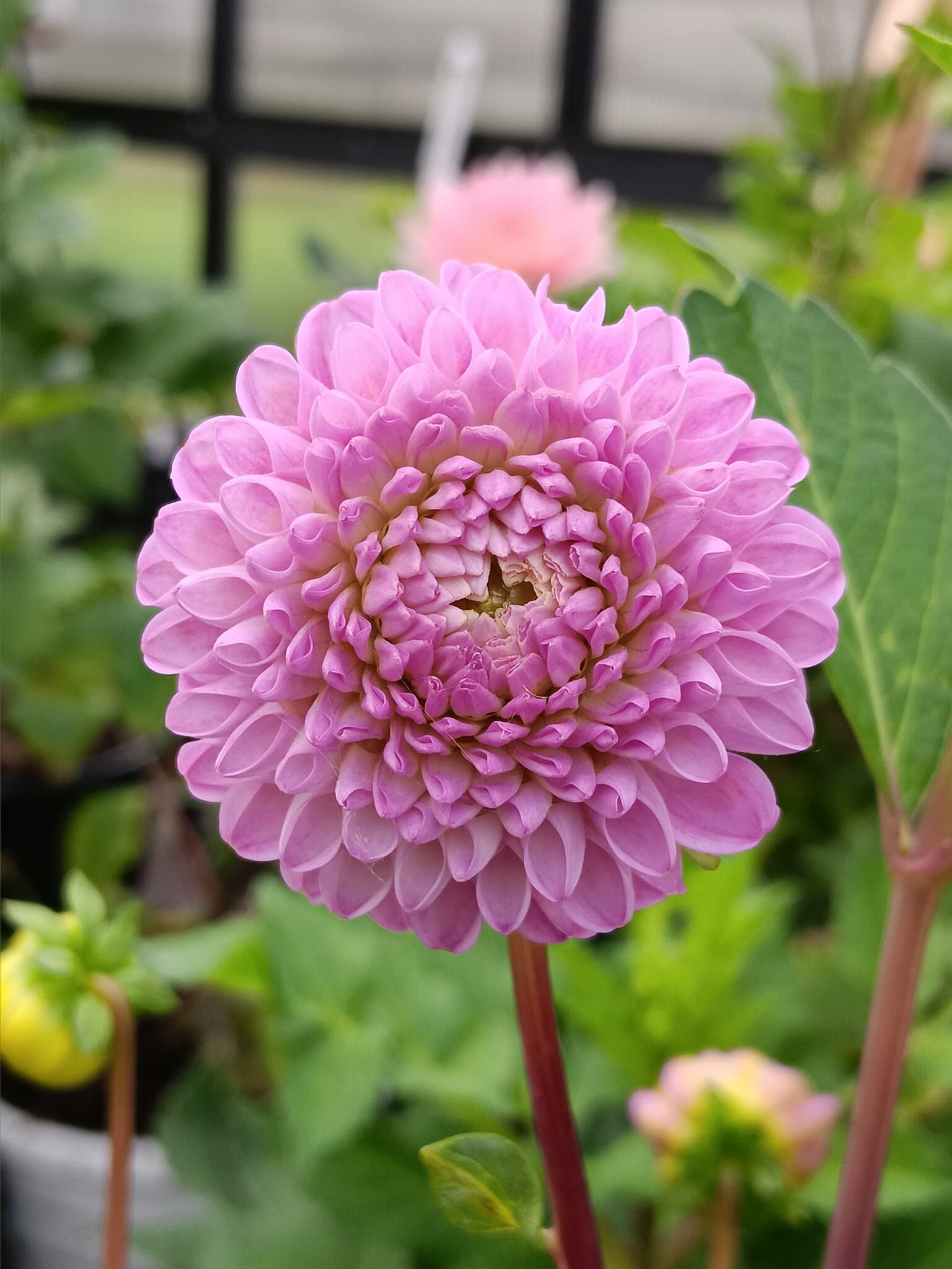 Dahlia  knöl  Franz Kafka "Pompon" - 3