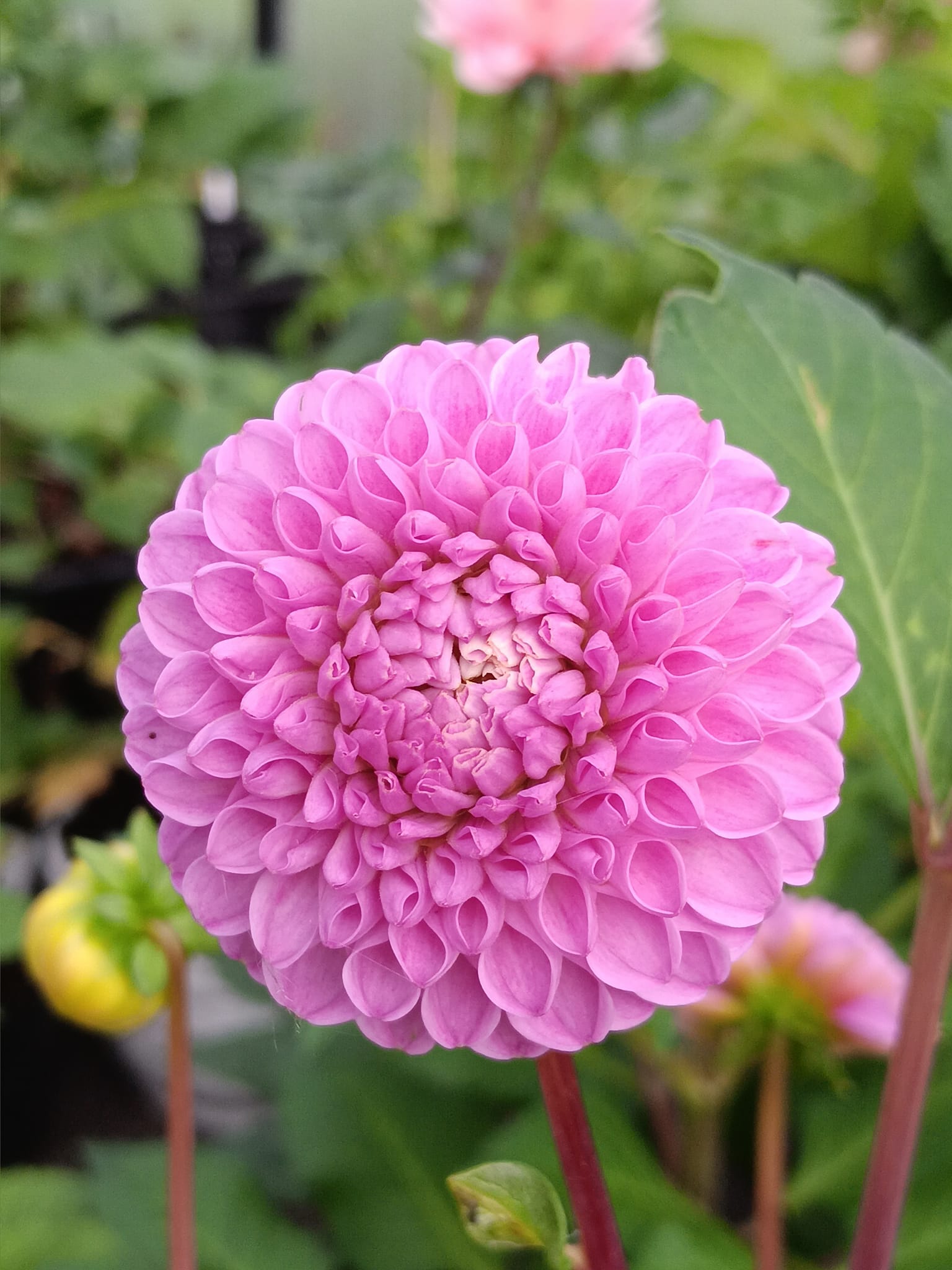 Dahlia  knöl  Franz Kafka "Pompon" - 4