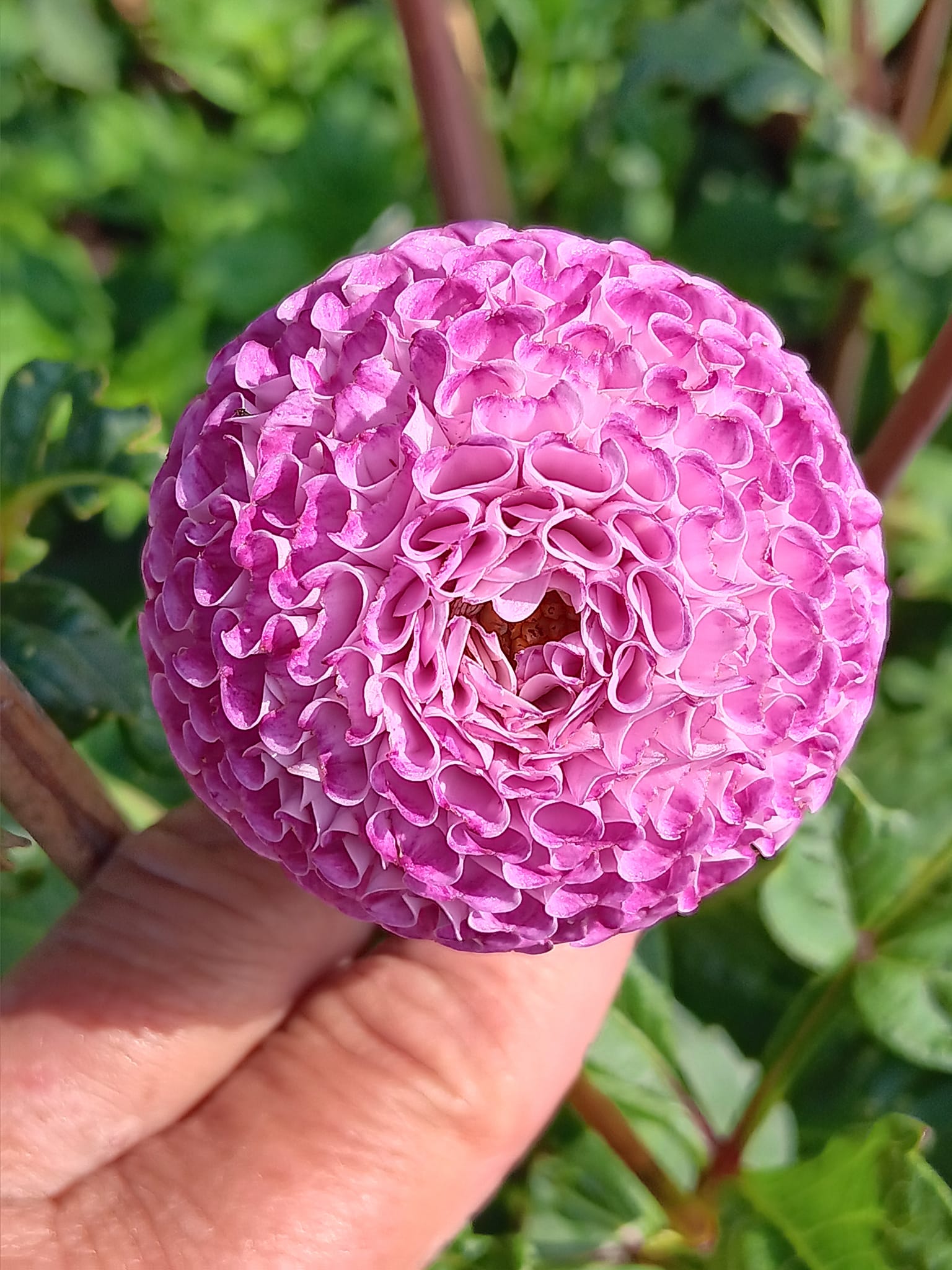 Dahlia  knöl  Franz Kafka "Pompon" - 5