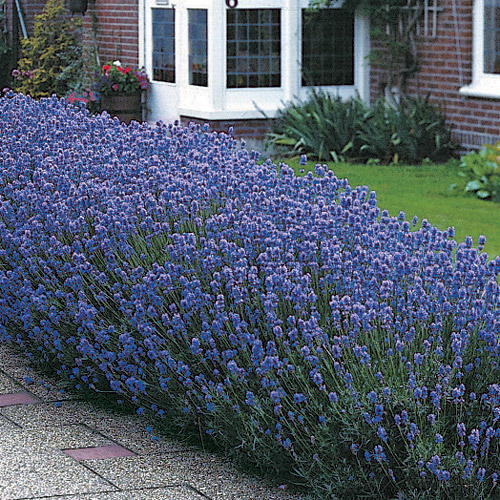 Lavendel Munstead War 20 frön