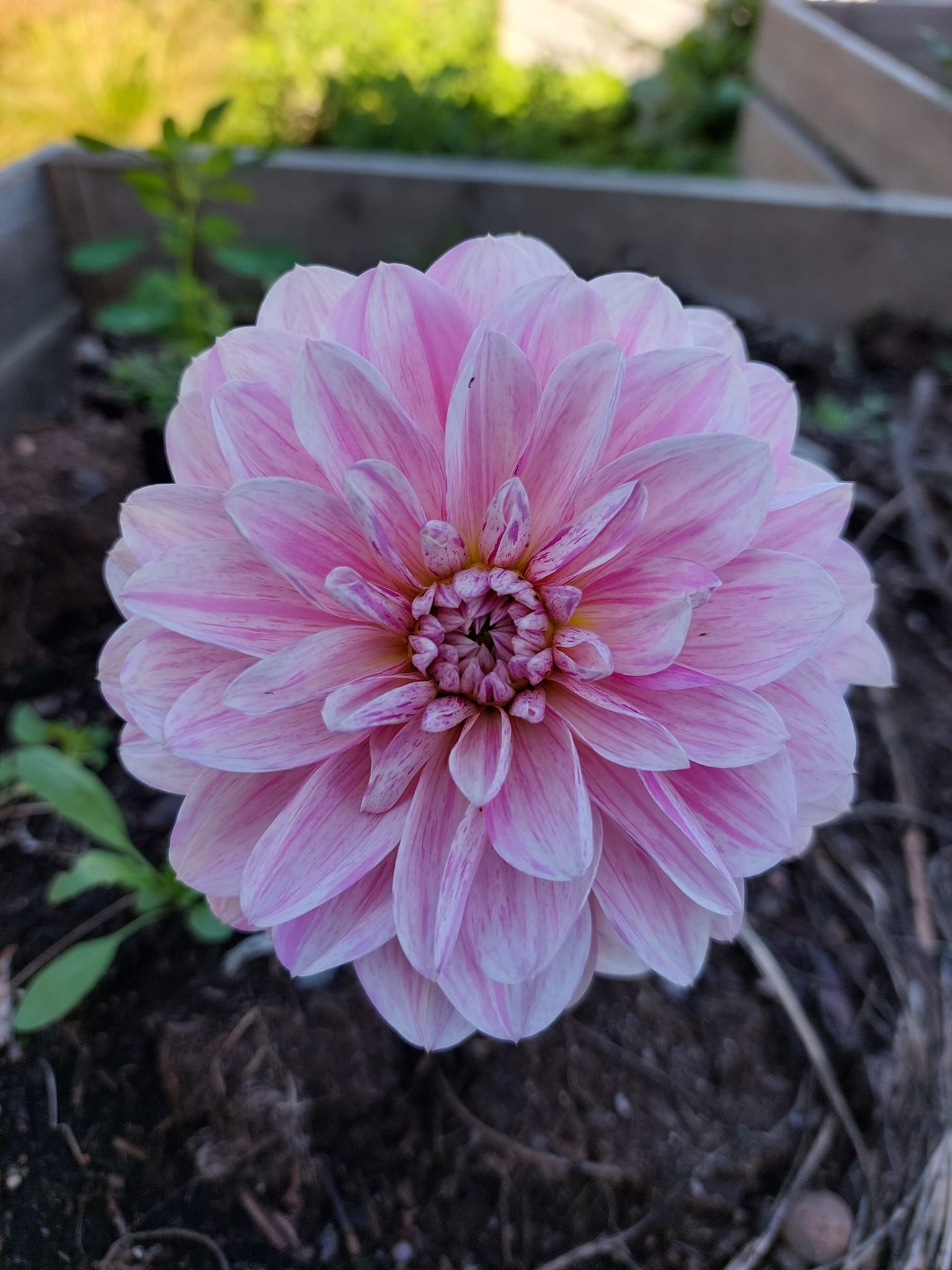 Dahlia knöl  Bonesta "Dekorativ Småblommande  - 3