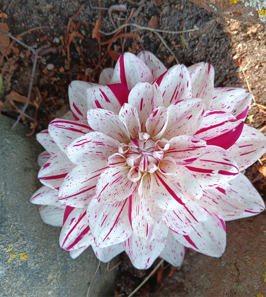 Dahlia knöl  Bonesta "Dekorativ Småblommande  - 5
