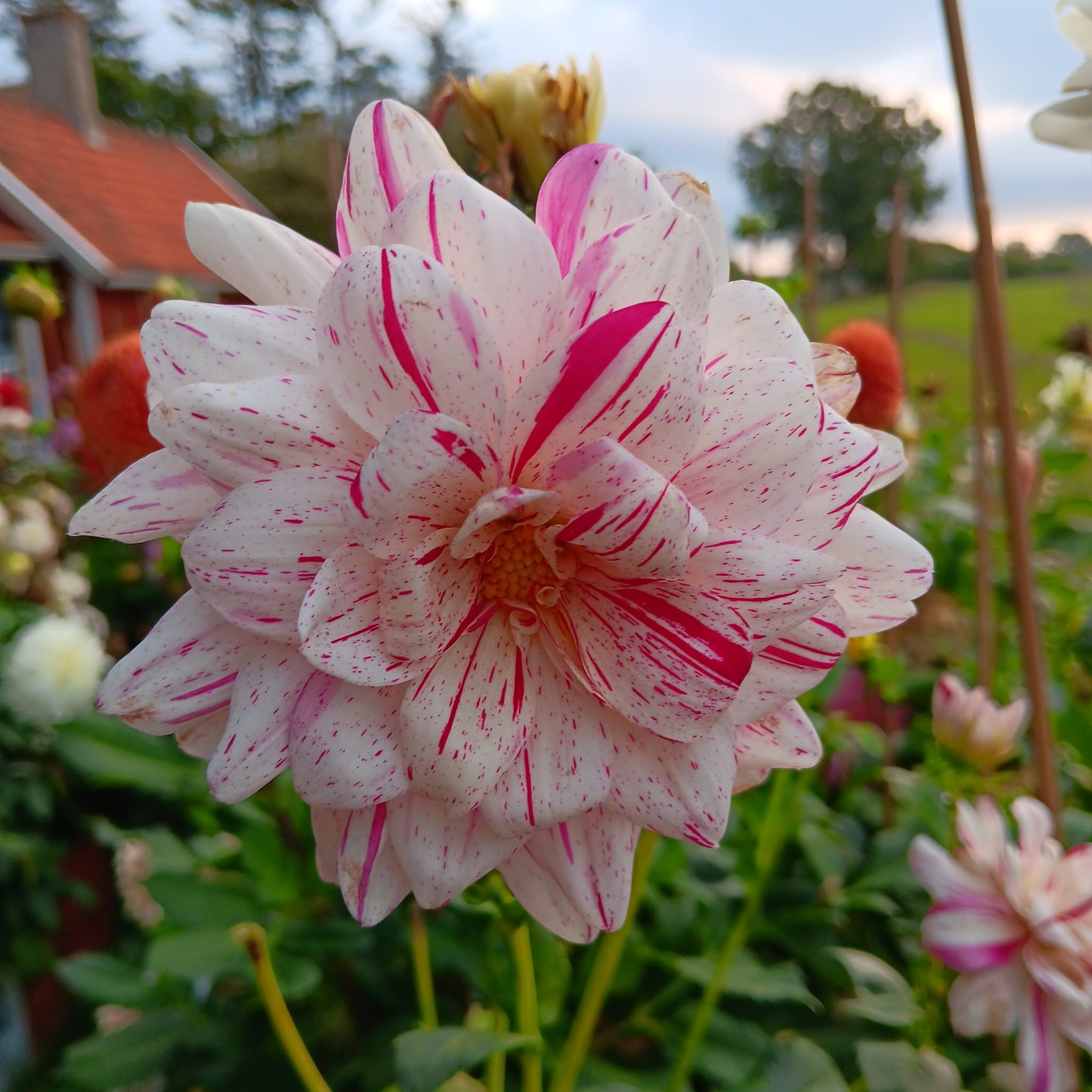 Dahlia knöl  Bonesta "Dekorativ Småblommande  - 8