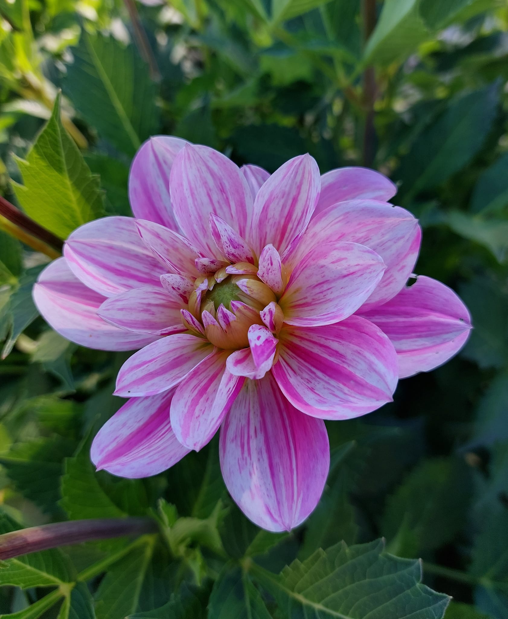 Dahlia knöl  Bonesta "Dekorativ Småblommande  - 4
