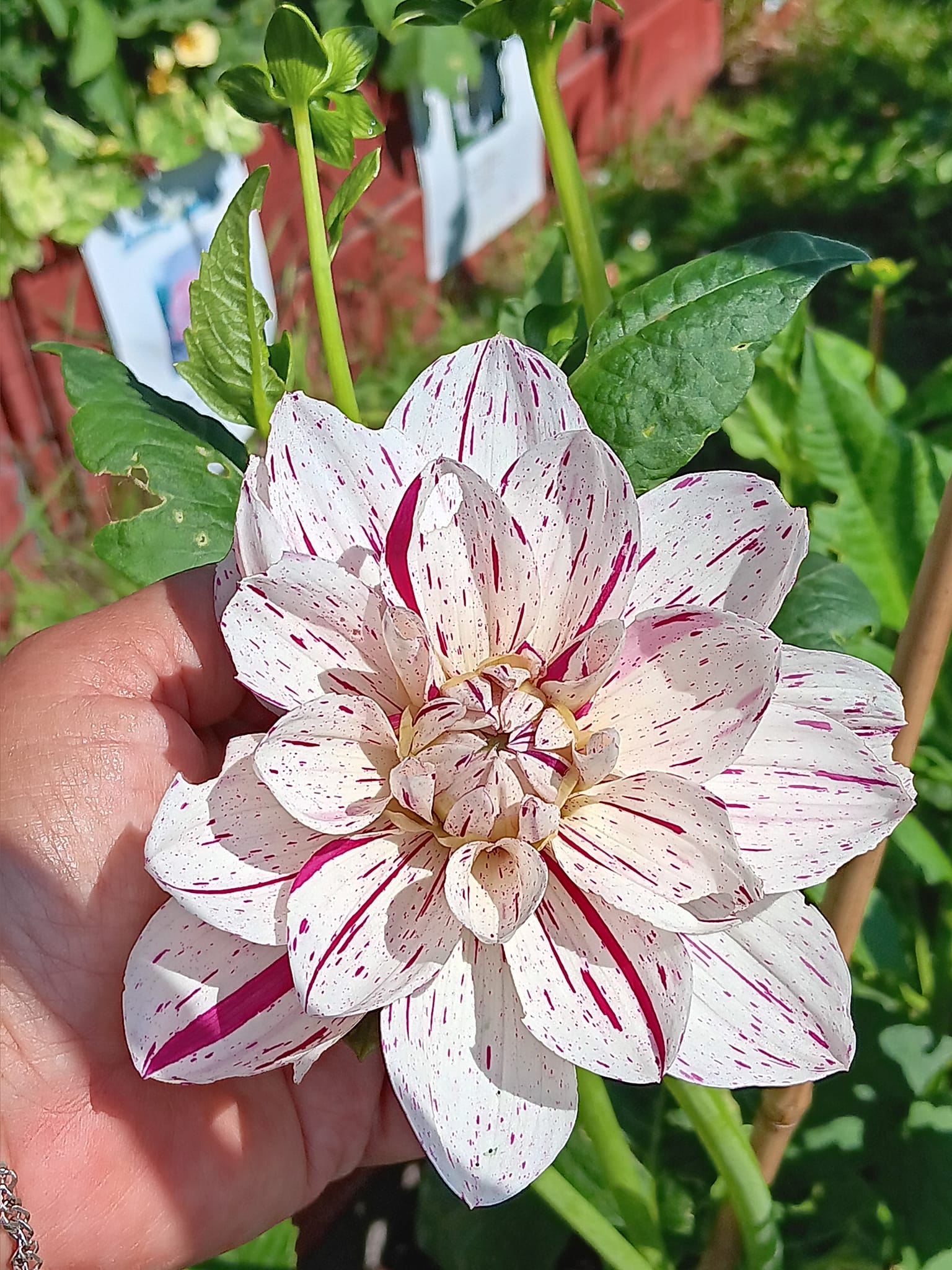 Dahlia knöl  Bonesta "Dekorativ Småblommande  - 6