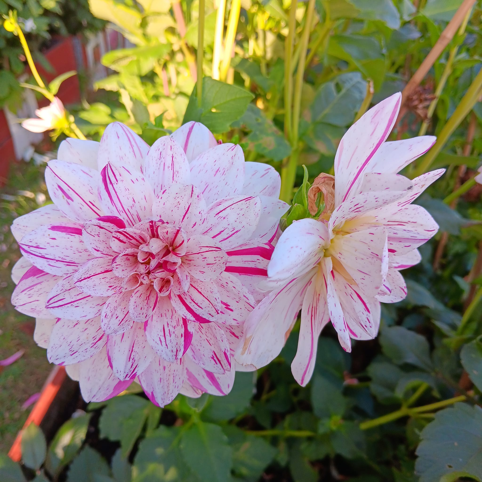 Dahlia knöl  Bonesta "Dekorativ Småblommande  - 7