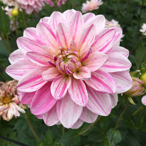 Dahlia knöl  Bonesta "Dekorativ Småblommande  - 2