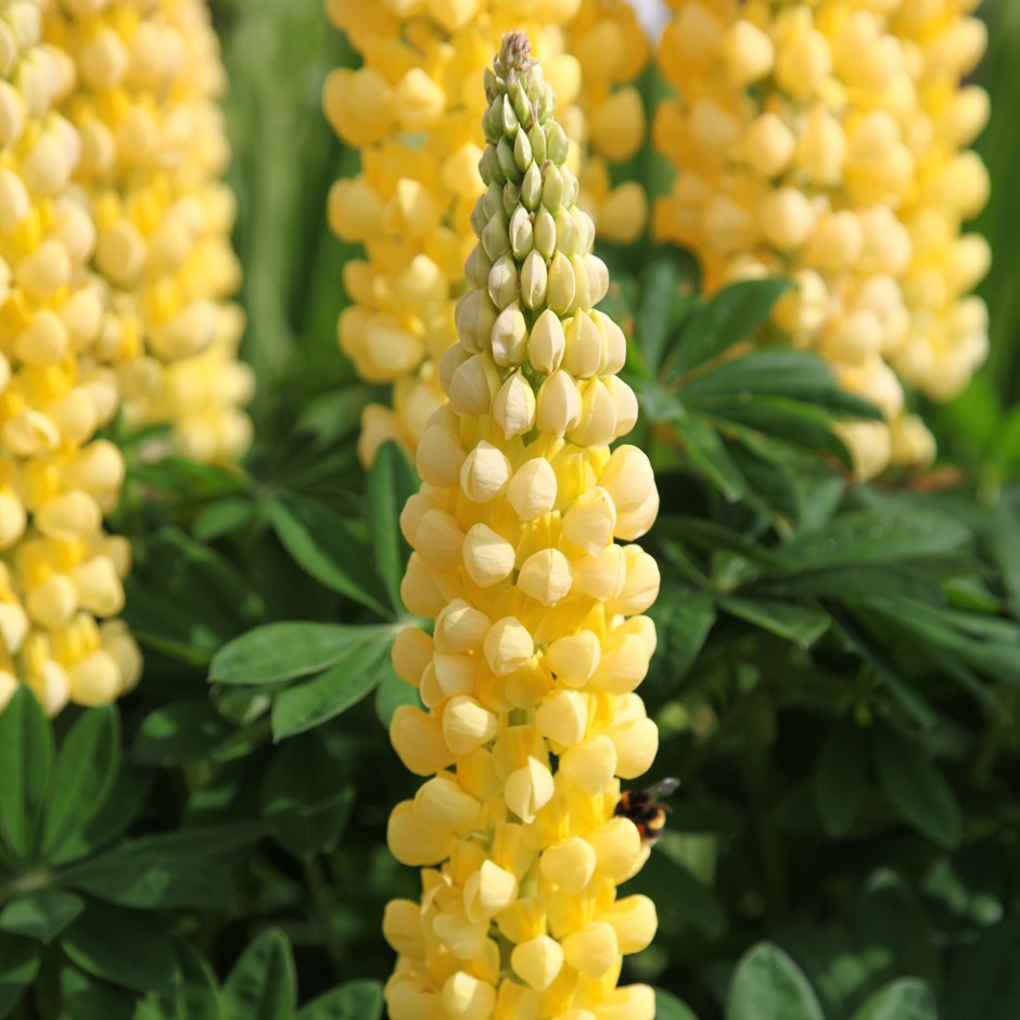 Lupin Chandelier 15 frö