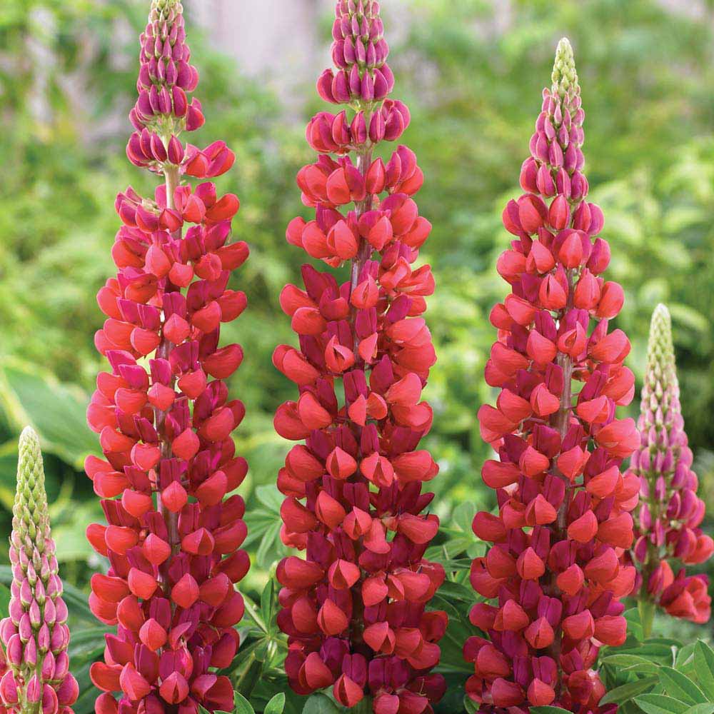 Lupin My Castle 15 frö