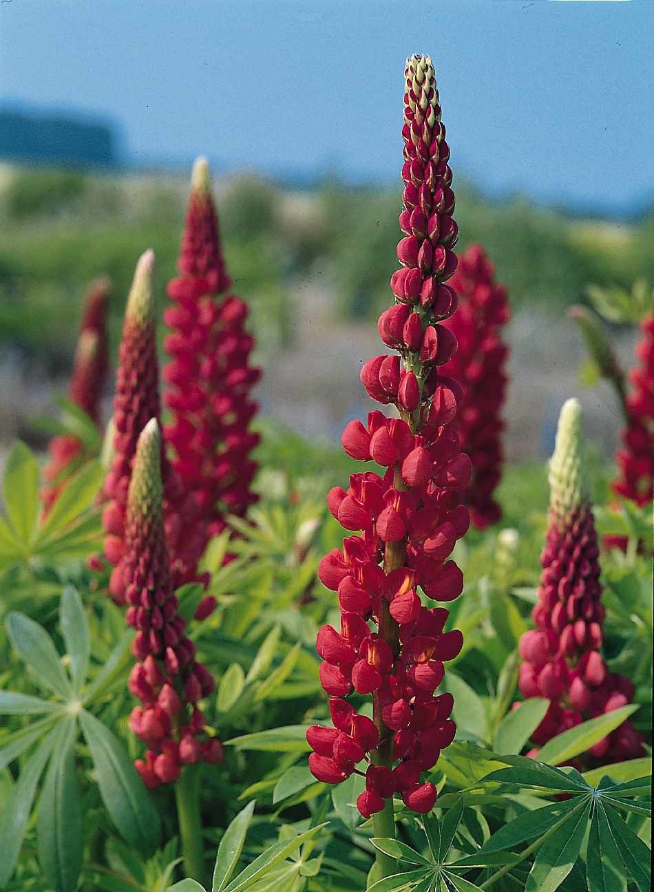 Lupin The Pages 20 frö,sprider sig ej