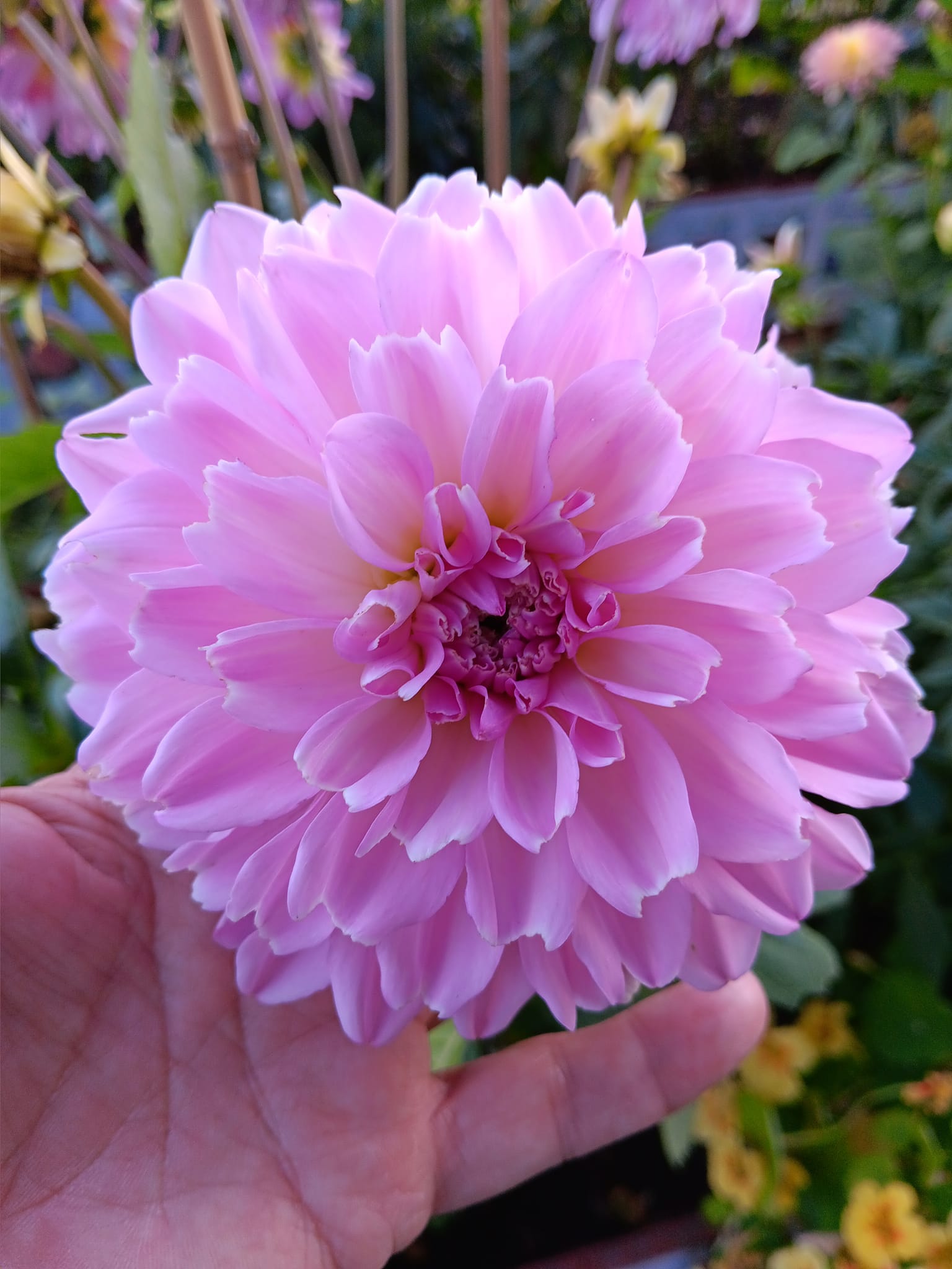 Dahlia knöl Pink Ardour  Boll   - 3