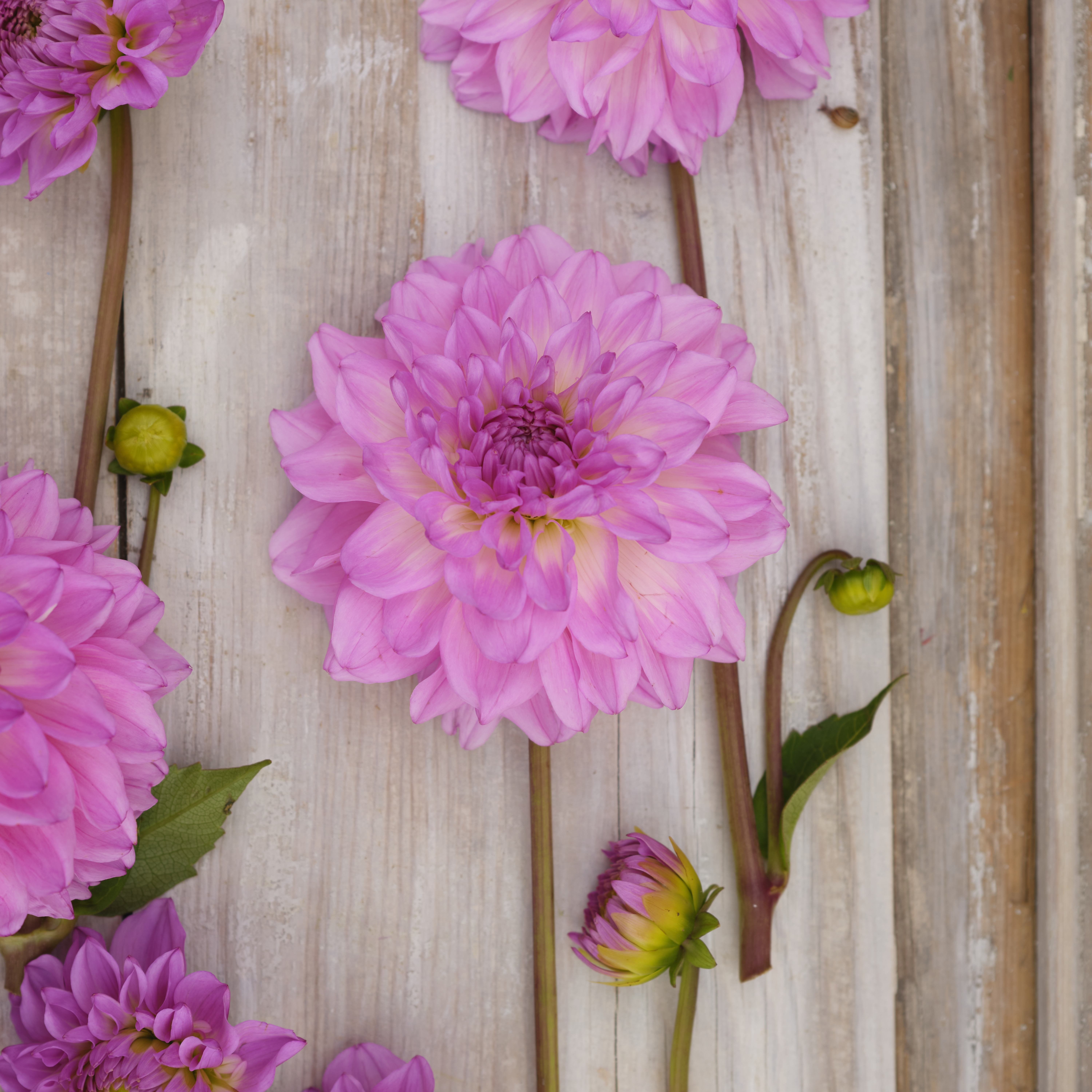Dahlia knöl Pink Ardour  Boll   - 2
