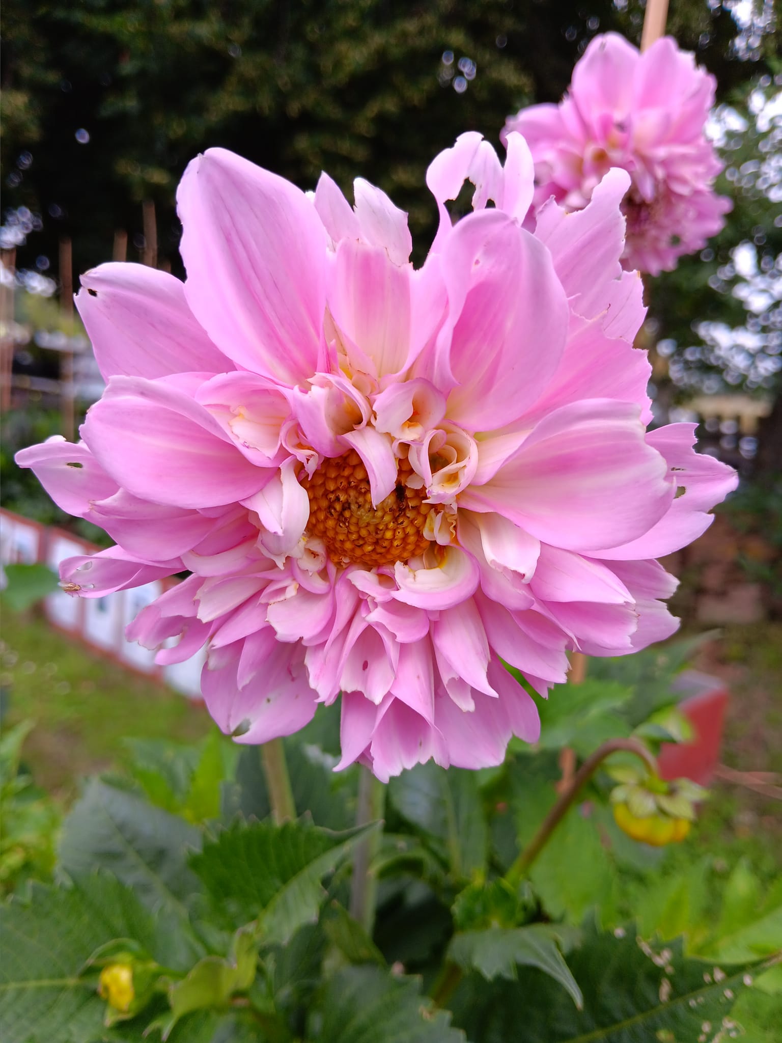 Dahlia knöl Pink Ardour  Boll   - 4