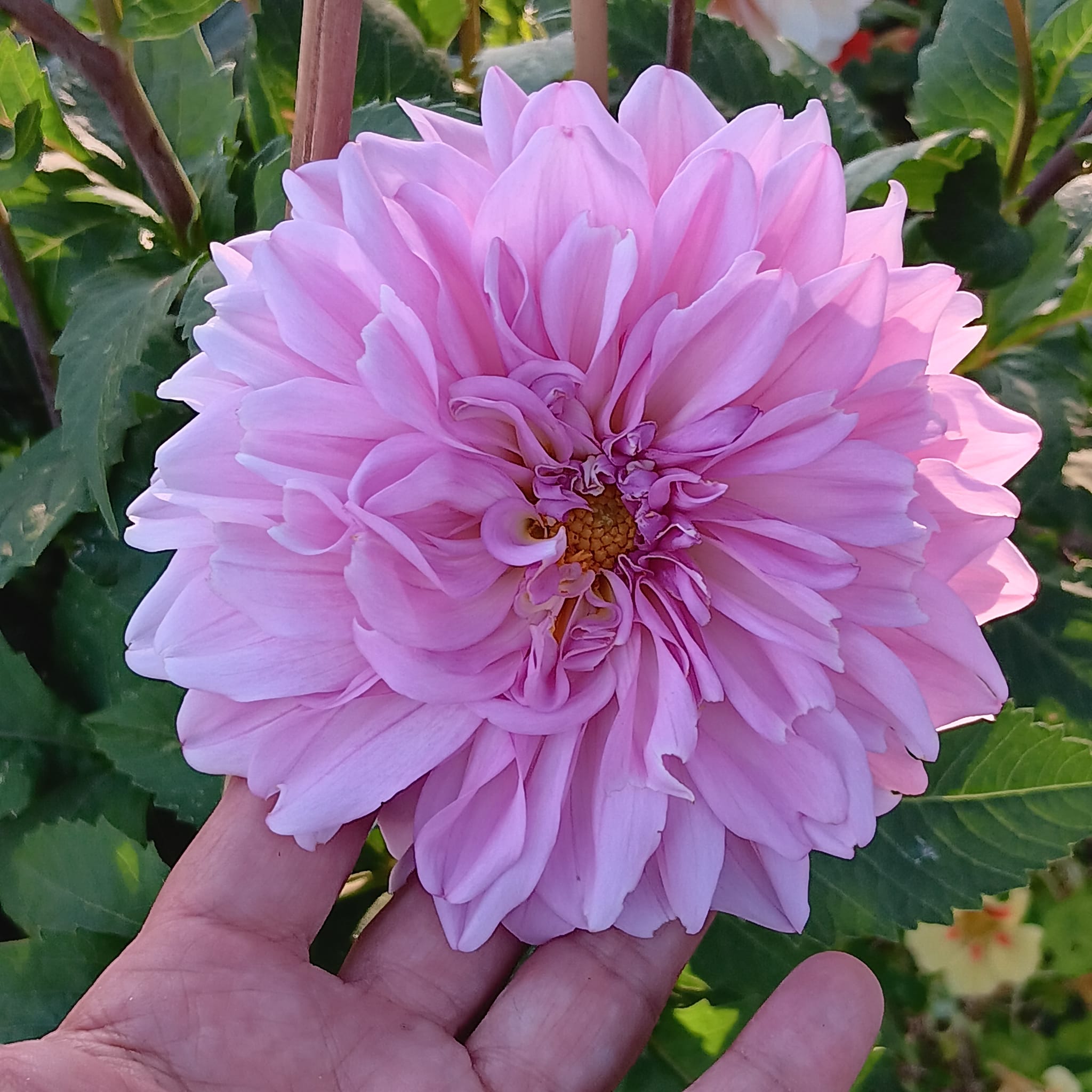 Dahlia knöl Pink Ardour  Boll   - 5