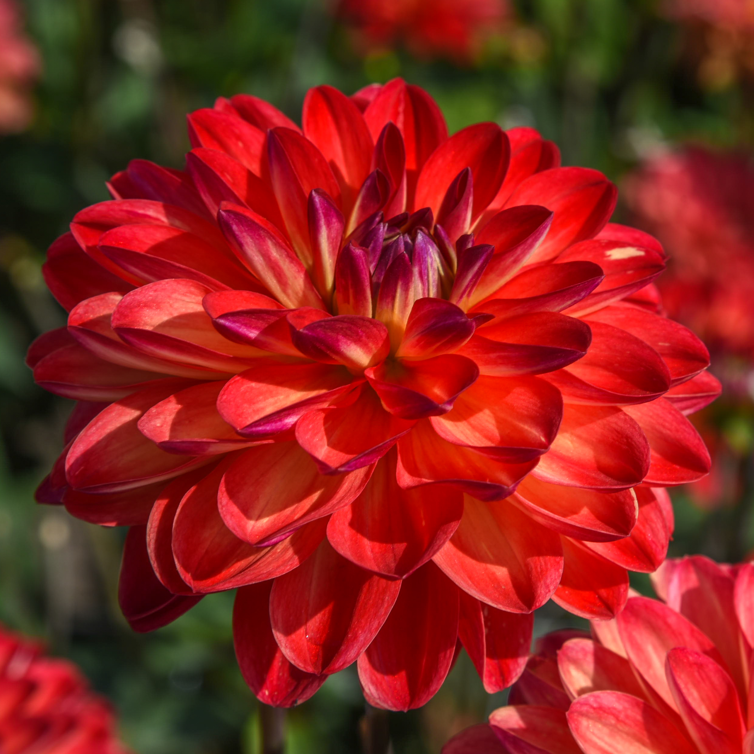 Dahlia knöl Simone Dekorativ småblommande 