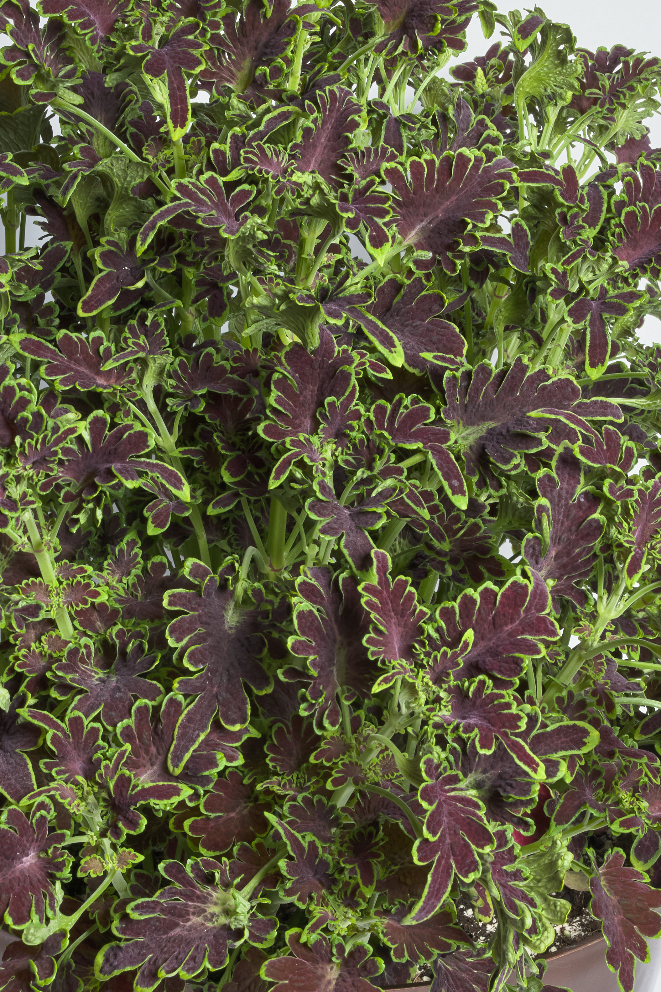 Palettblad "Colocha Chocolate  Green" 10 frön - 2
