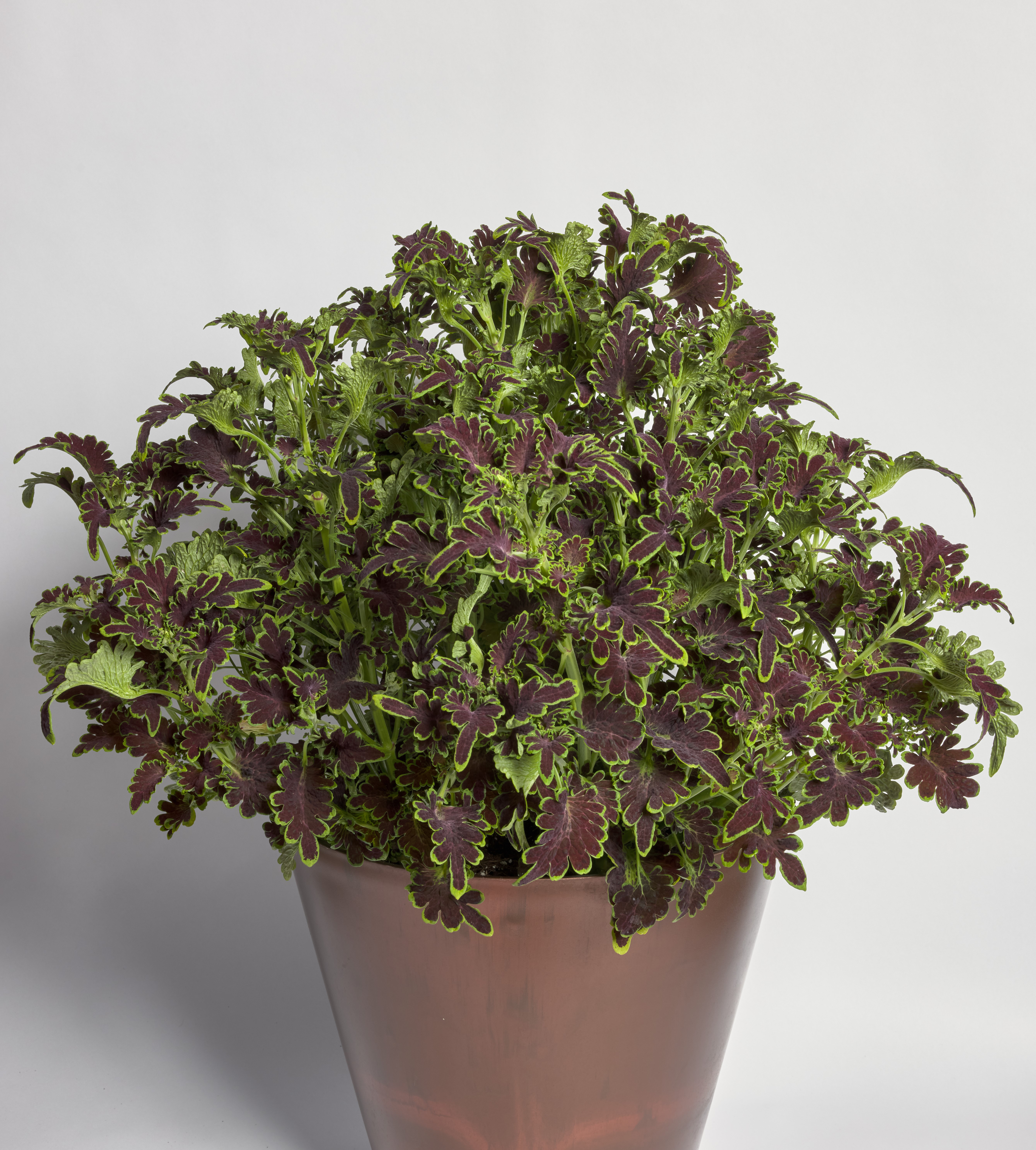 Palettblad "Colocha Chocolate  Green" 10 frön