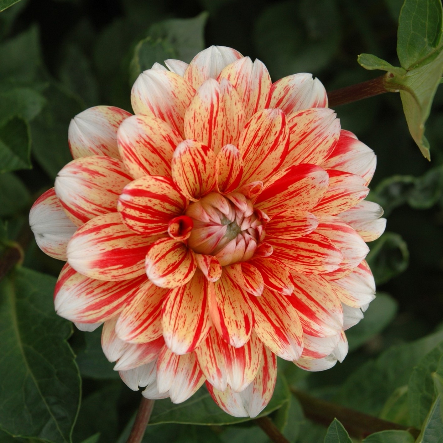 Dahlia knöl  Striped Nagano Näckros Nyhet 2027!