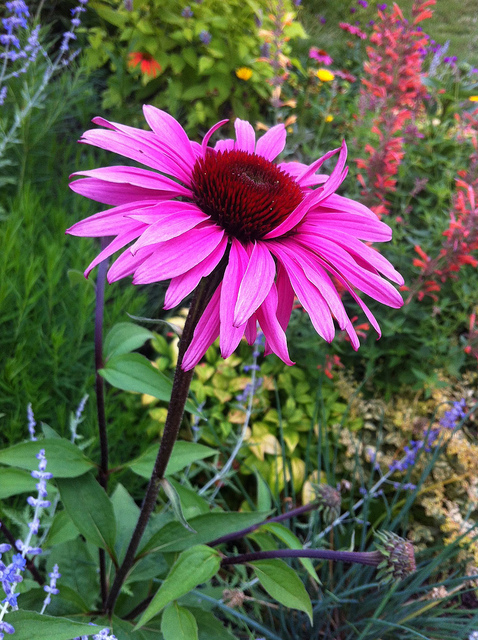 Rudbeckia Purpurea Echinacea Magnus 50 frö