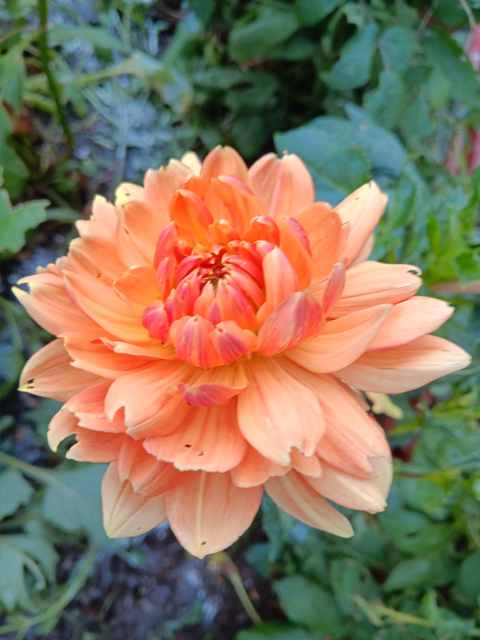 Dahlia knöl  Rancho"Näckrosblommande " x - 2