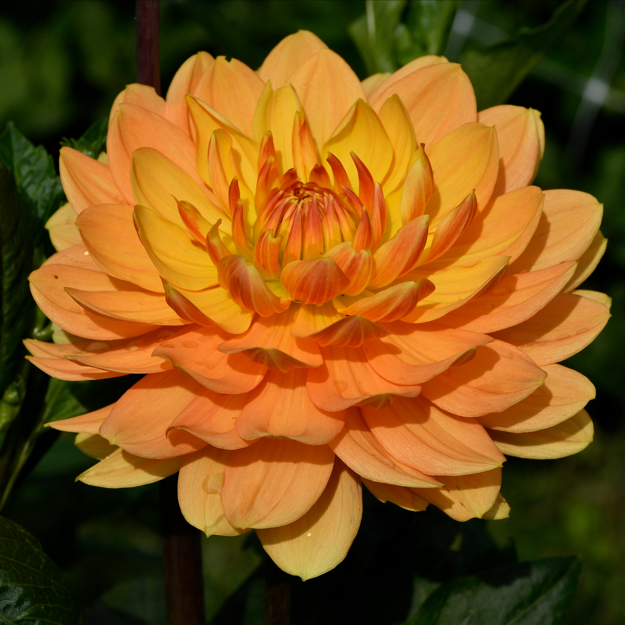 Dahlia knöl  Rancho"Näckrosblommande " x