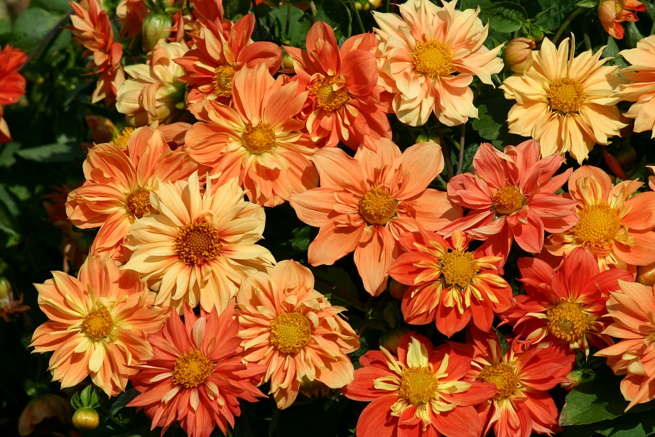 Dahlia Sunny Reggae 30 frö 