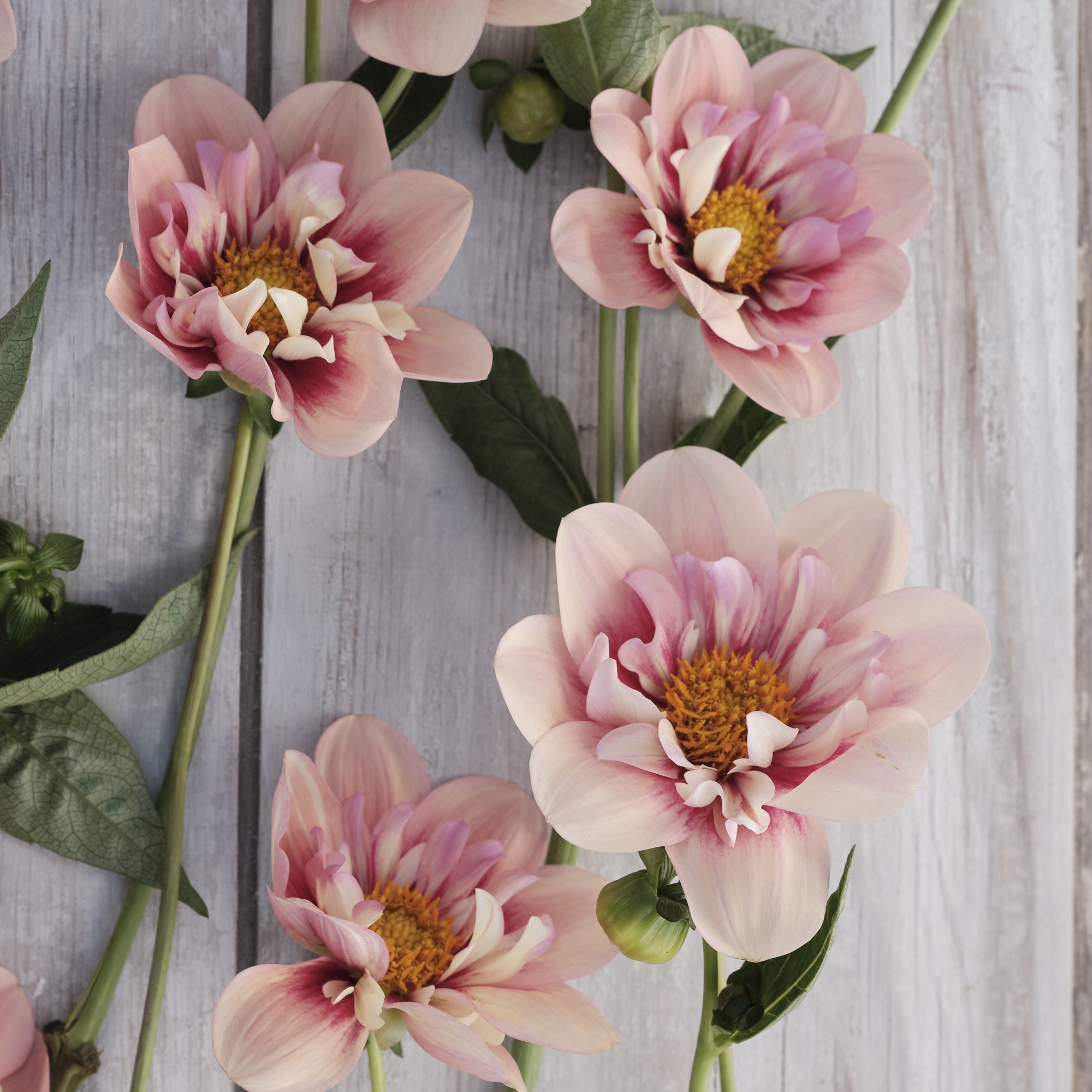 Dahlia knöl Rhubarb and Custard 