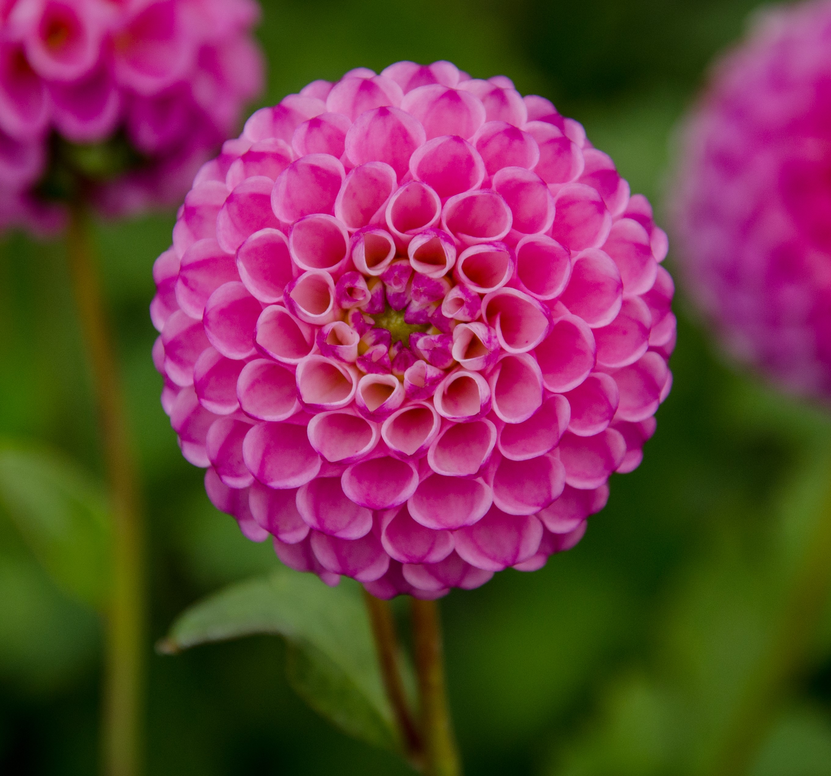 Dahlia  Zippity Do Da pompon 
